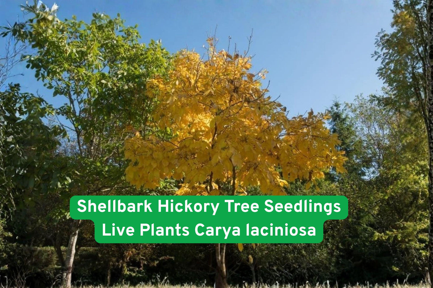 hickory tree seedlings, native nut tree, deciduous hardwood, edible nut tree, shade tree plant, backyard orchard, wildlife habitat tree, long-lasting hardwood, native landscaping tree, hardy seedling plant, large nut tree, ornamental shade tree, durable outdoor tree