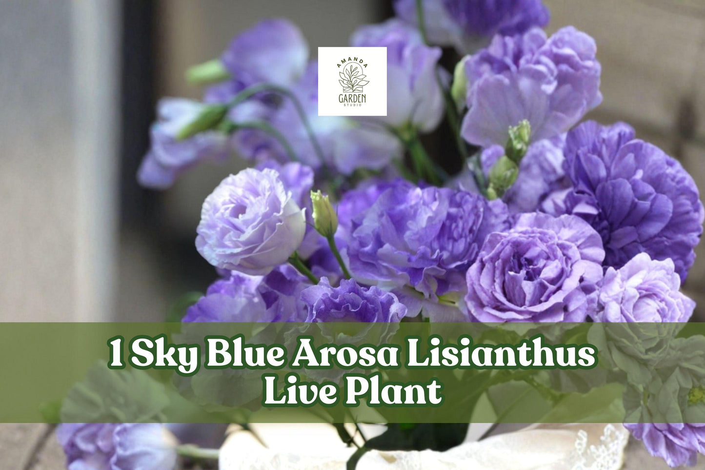 Sky Blue Arosa Lisianthus Live Plant Plug | Eustoma grandiflorum Starter Flower for Containers & Gardens