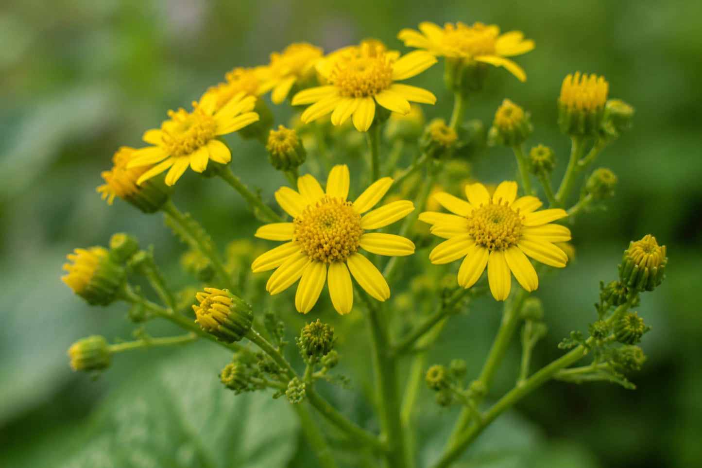 Golden Ragwort Seeds 75 Packera aurea Native Wildflower for Woodland Gardens, Pollinator Habitat, Moist Soils
