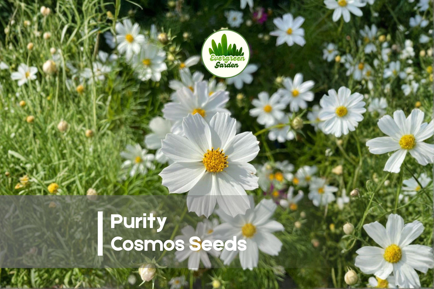 200+ Purity Cosmos Seeds | White Daisy Flowers | Cosmos bipinnatus | Annual for Borders, Cottage Gardens, Cut Flowers