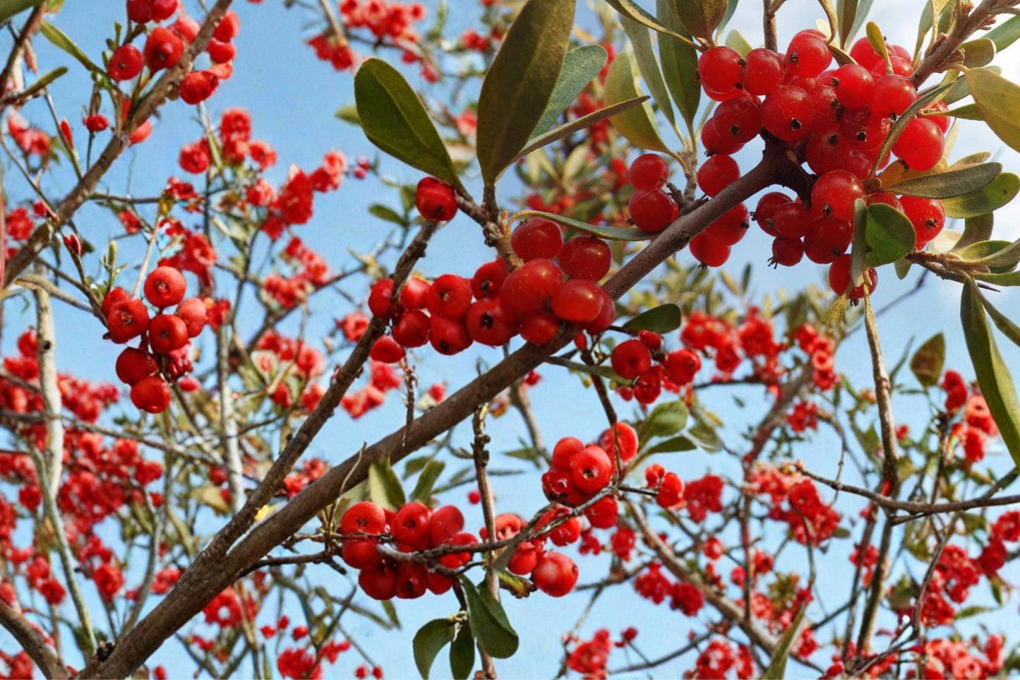 Silver Buffaloberry Seeds – Shepherdia argentea, Hardy Deciduous Shrub for Landscaping and Hedges, 100 Seeds