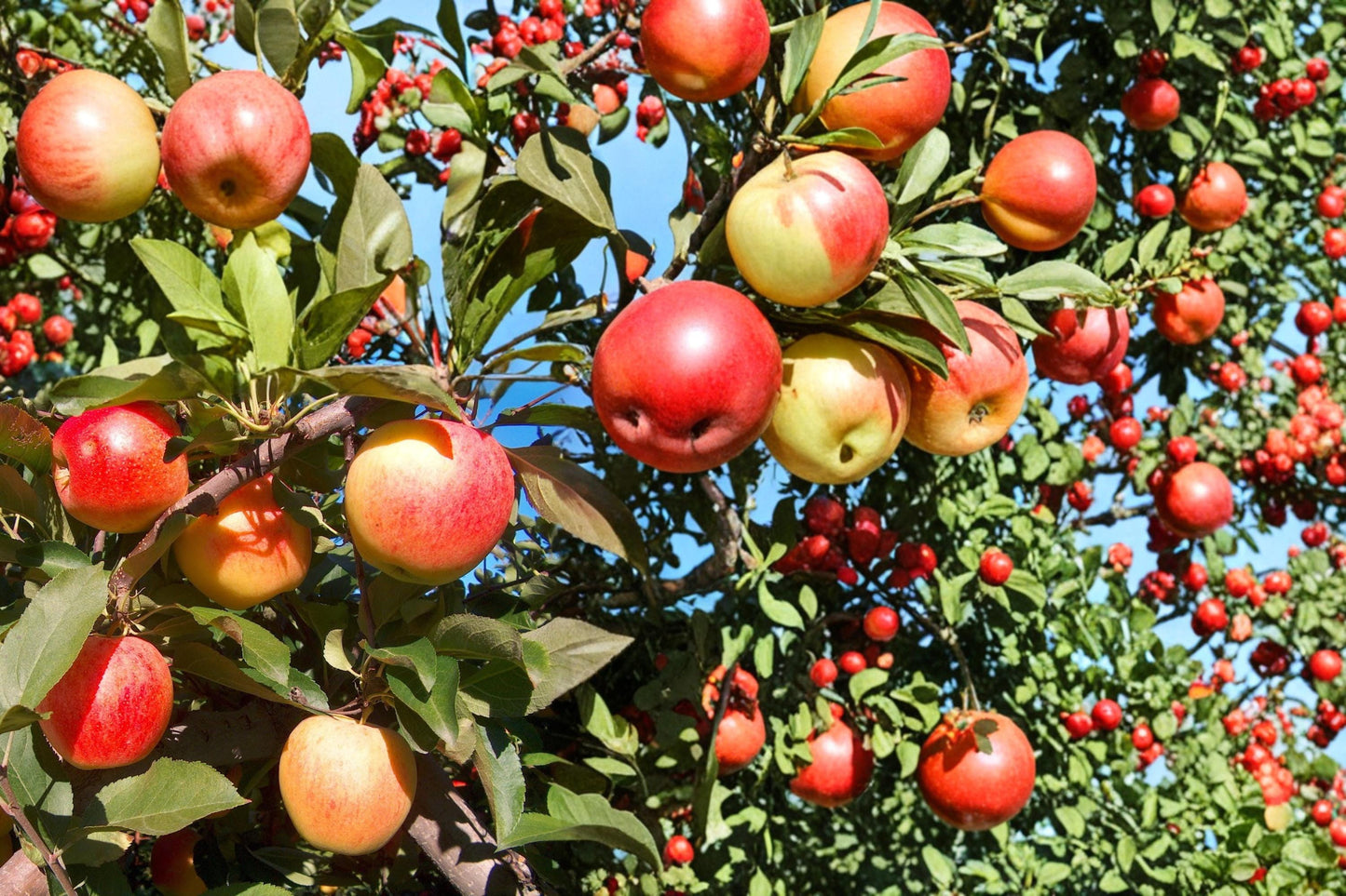 Apple Tree Seeds – Malus domestica, Fruit Tree Seed for Orchard & Garden Planting