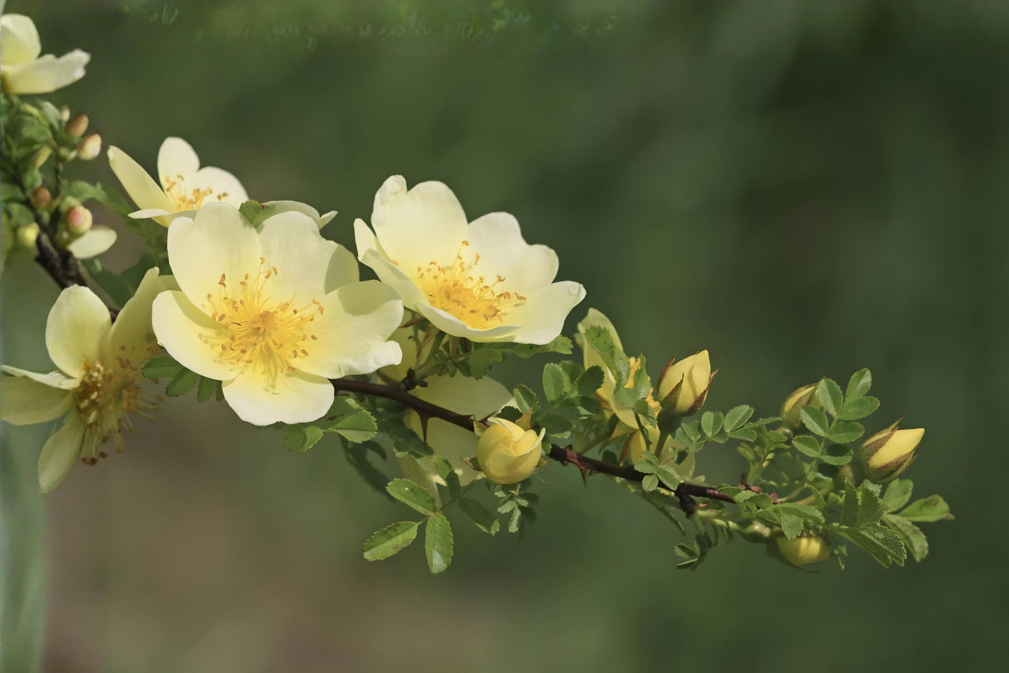 Manchu Yellow Rose Seeds (Rosa xanthina) | Hardy Shrub with Bright Yellow Blooms | Garden, Landscape, Hedges