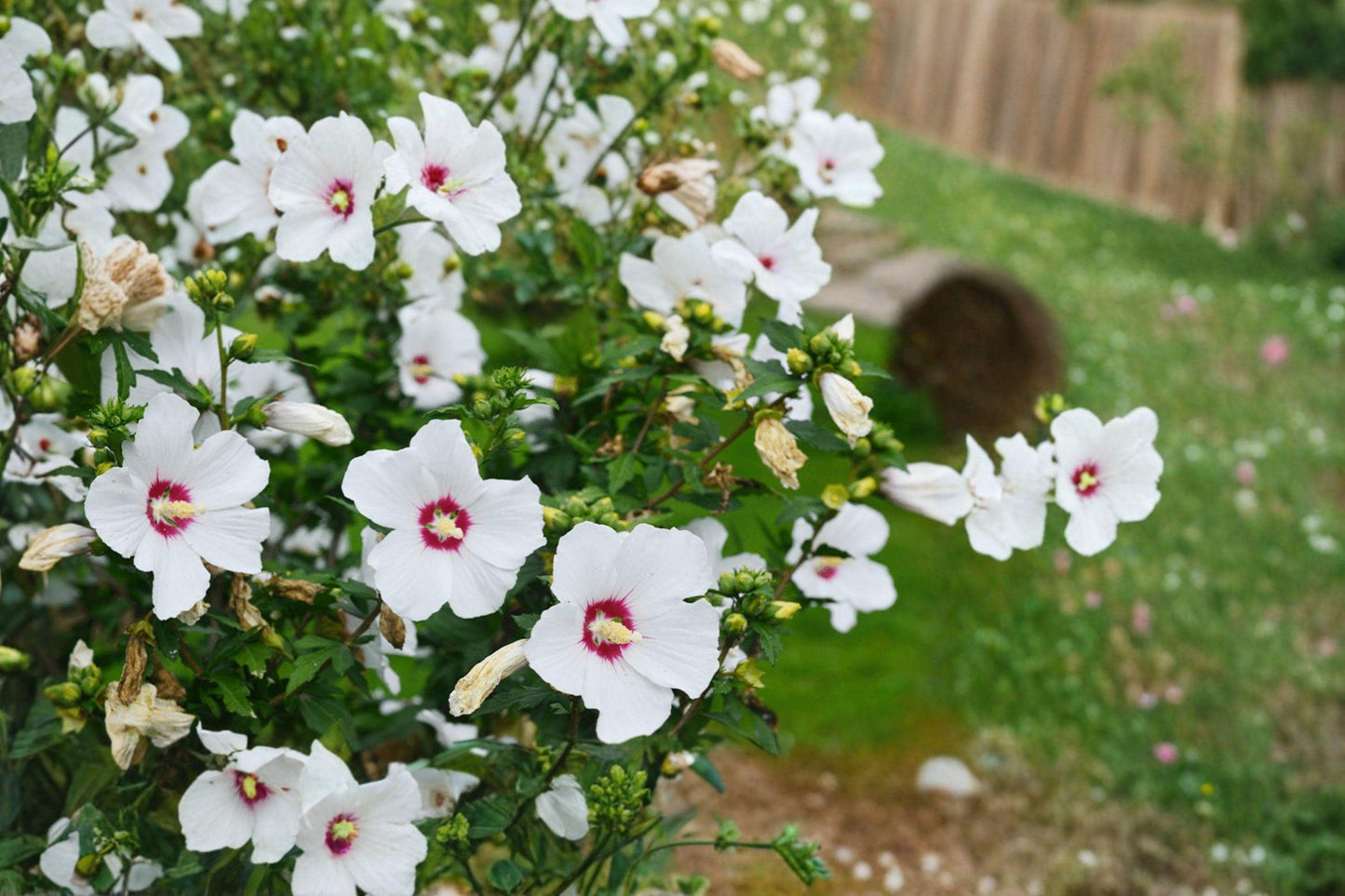 White Hardy Hibiscus Bare Root Plant – Hibiscus grandiflorus, Perennial Flowering Shrub for Garden, Pollinator Attractant