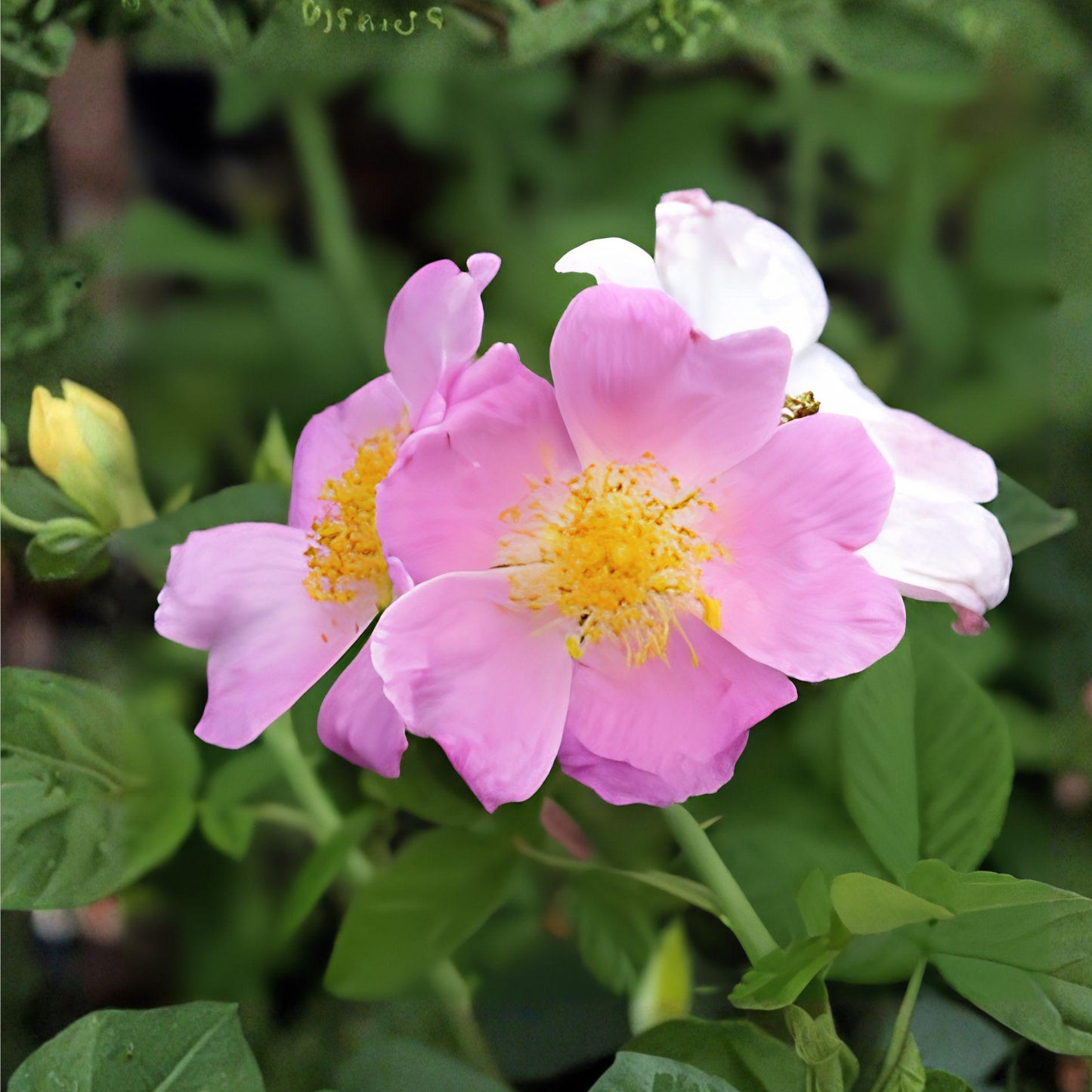 Rosa setigera Seeds – Illinois Rose Native Wildflower for Gardens, Climbing Shrub, Pollinator Attractant, 30 Seeds