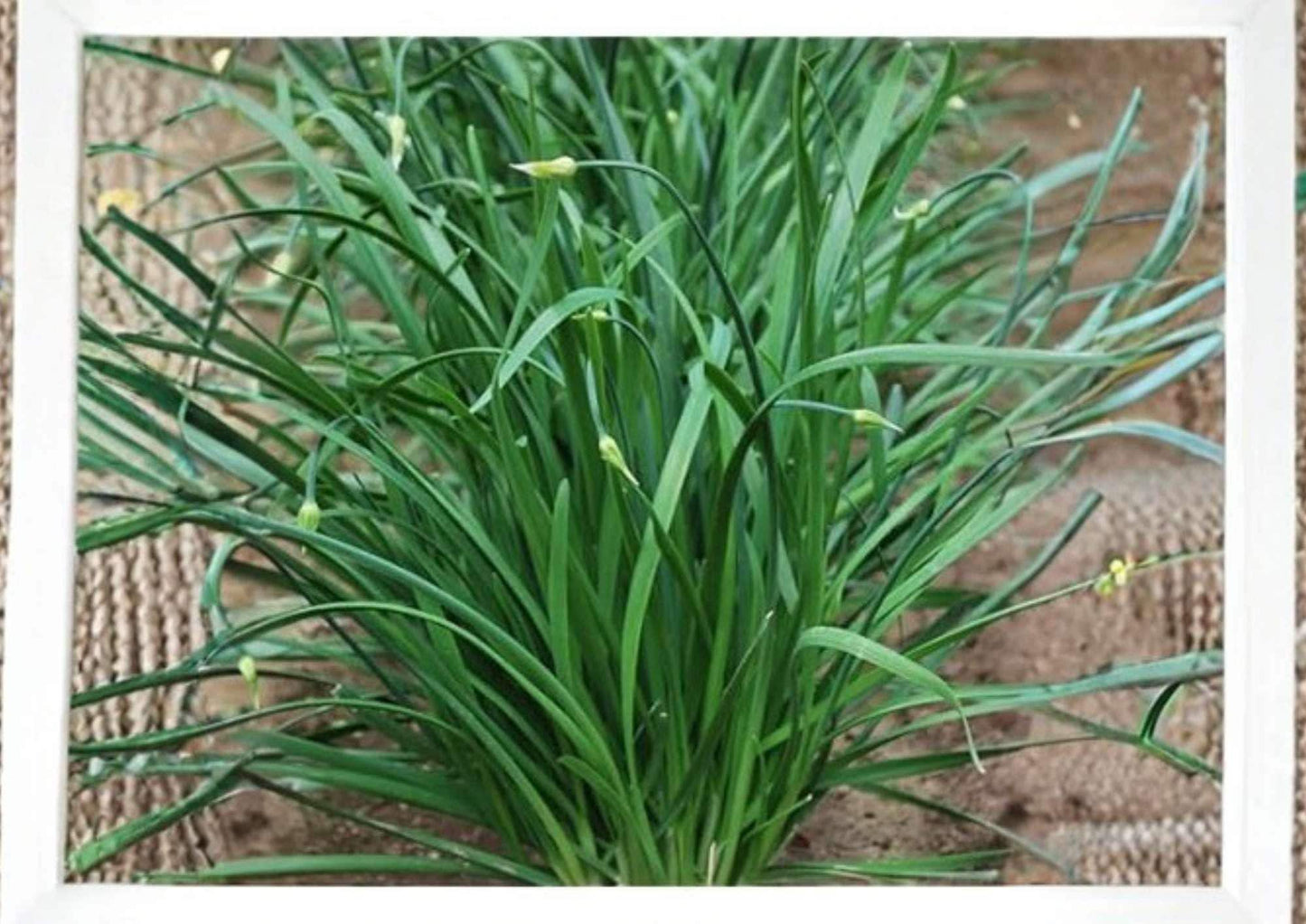 Carantan Leek Seeds, Heirloom Large Vegetable Seeds for Garden Planting, Cold Hardy Gourmet Cooking Variety