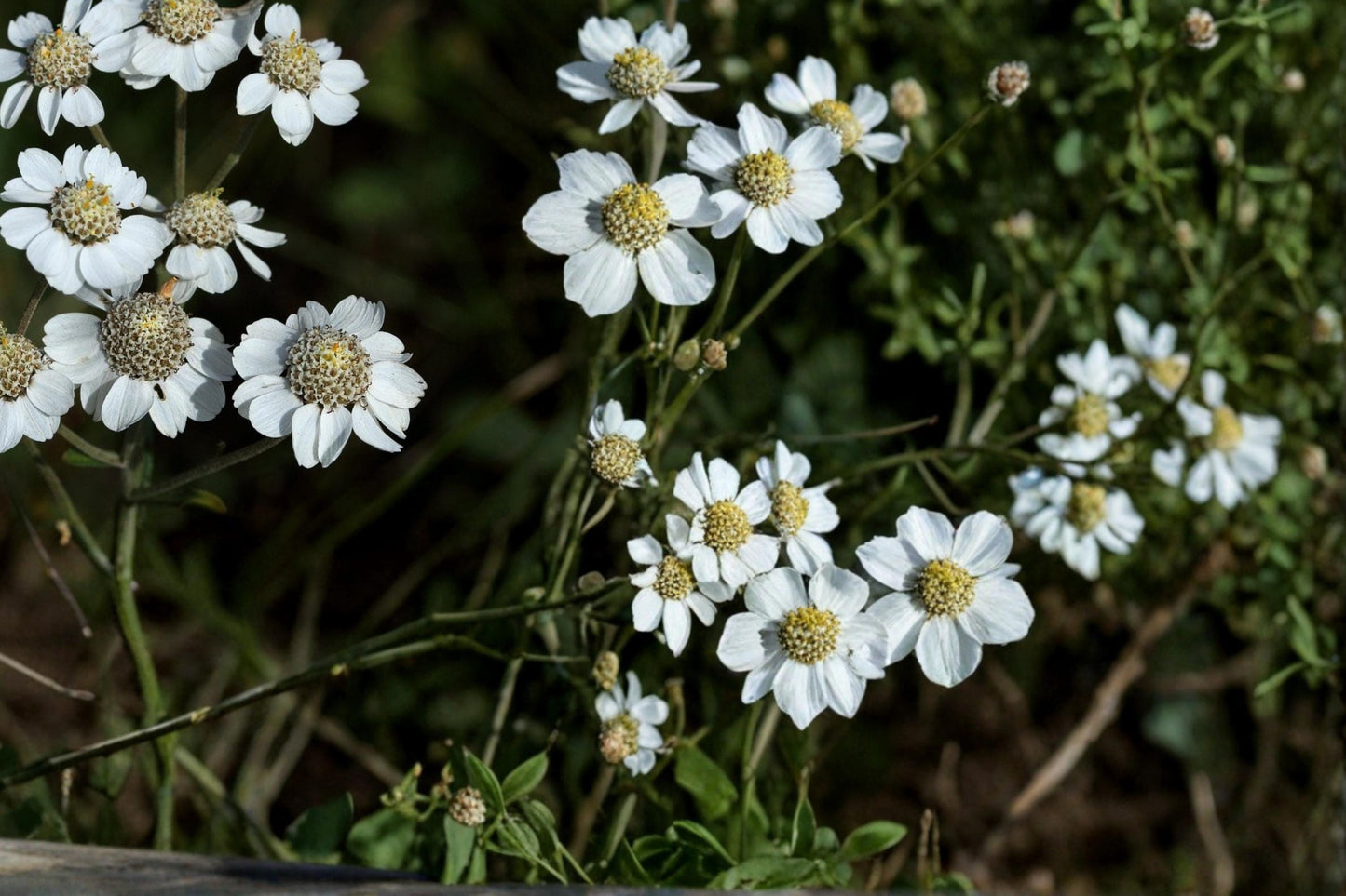 Sneezewort Seeds Achillea ptarmica Perennial White Flower Pollinator Butterfly Garden