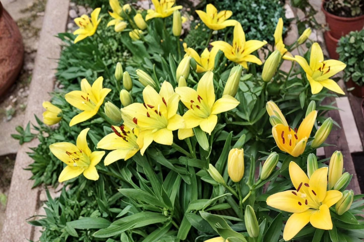 Yellow Alsek Lily Bulbs – Lilium Hybrid, Perennial Flowering Bulbs for Garden Borders and Landscape