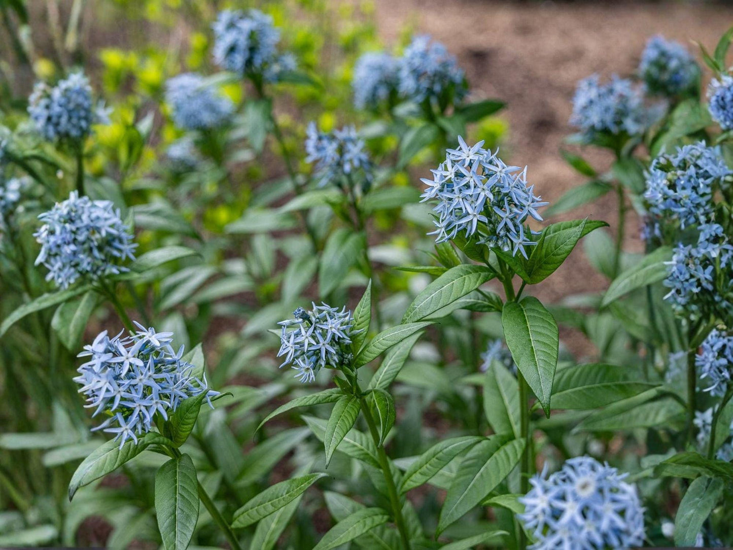 Eastern Bluestar Flower Seeds | Amsonia tabernaemontana Perennial Plant | Soft Blue Flowers | Garden & Landscape