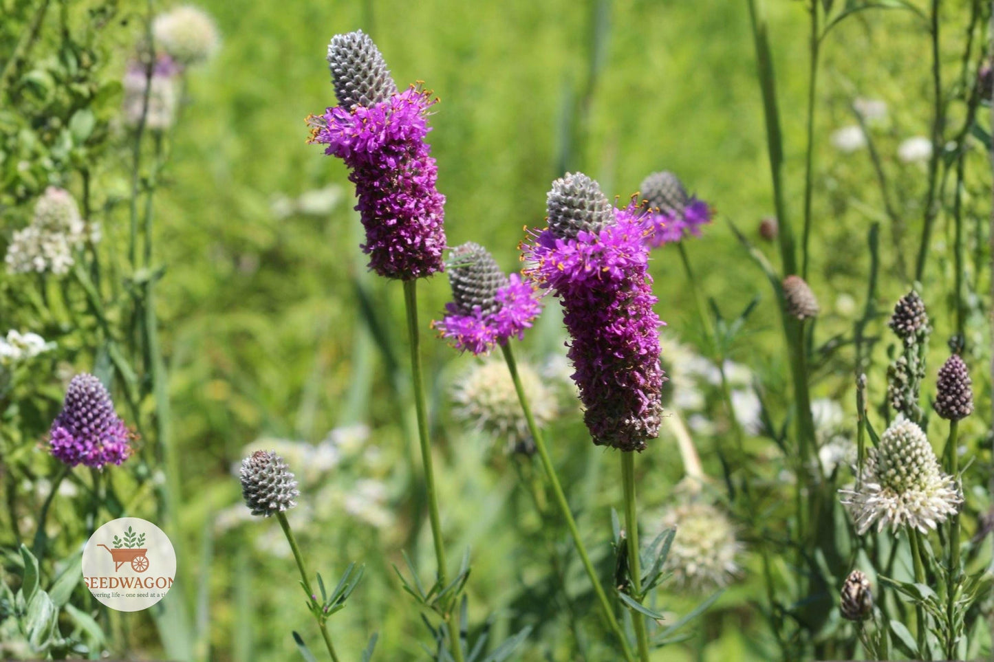 Purple Prairie Clover Seeds,Native Wildflower Seeds,Drought Tolerant Seeds,Pollinator Garden Seeds,Perennial Flower Seeds,Native Prairie Plant Seeds,Butterfly Attracting Seeds,Summer Bloom Seeds,Wildflower Meadow Seeds,Native Plant Seeds,Native Prairie Wildflower,Low Maintenance Seeds,Pollinator Support Seeds