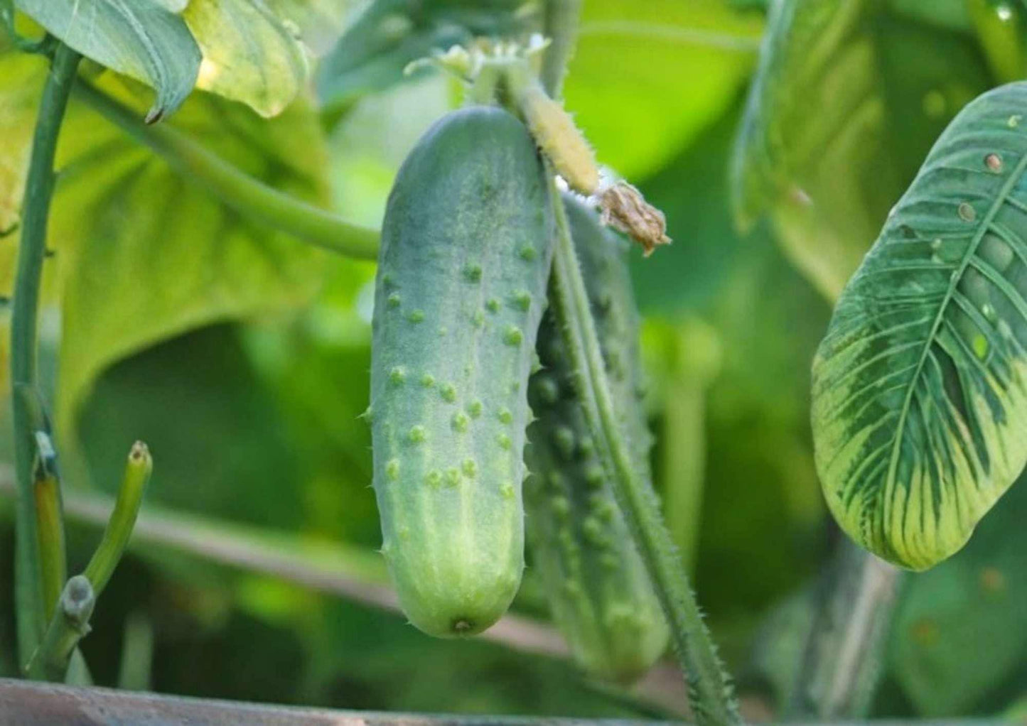 Tendergreen Burpless Cucumber Seeds, English Type Heirloom Vegetable Seeds for Slicing, Cucumis sativus
