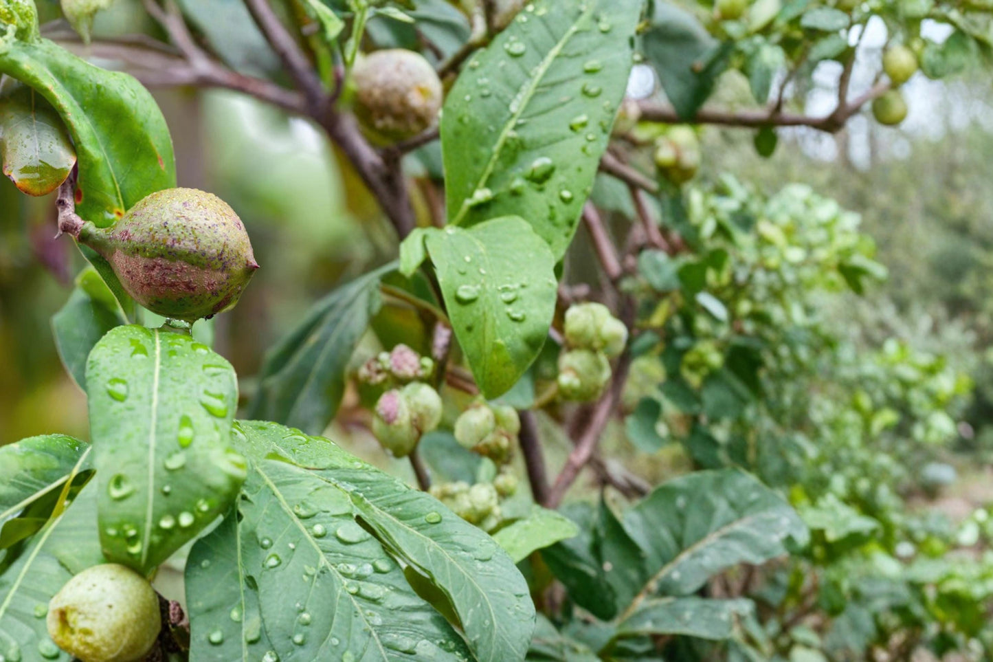 Macadamia Nut Tree Seeds – M. integrifolia, Tropical Evergreen Nut Tree for Planting, Edible Nuts & Ornamental Landscape