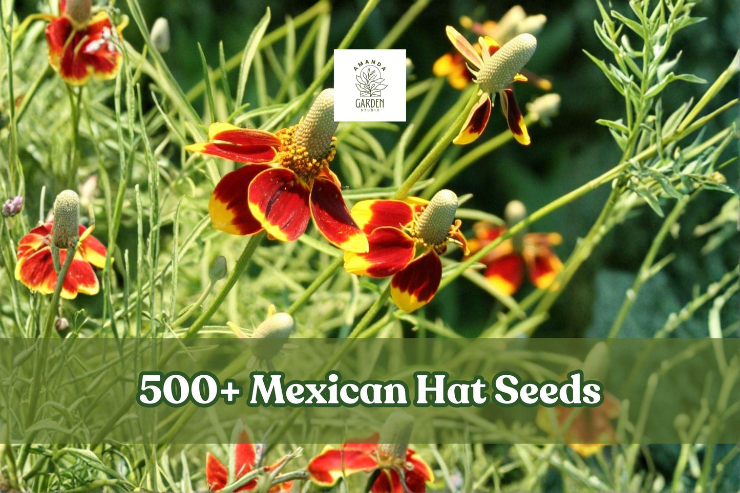 500+ Mexican Hat Seeds | Ratibida columnifera Native Perennial Wildflower for Pollinator Gardens & Xeriscape