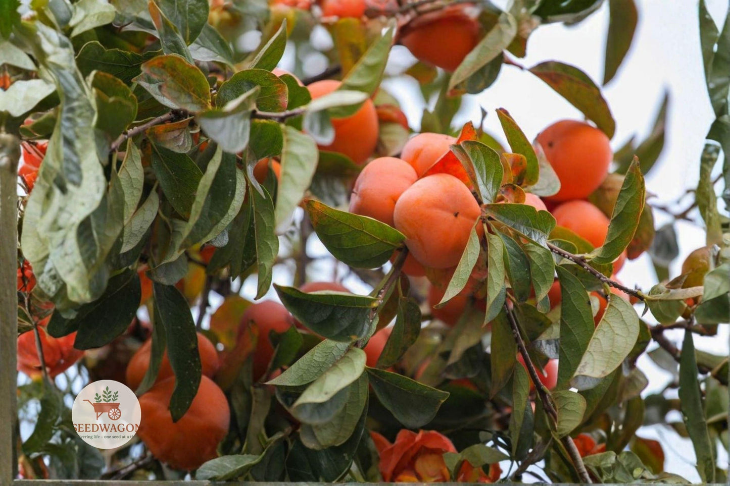 persimmon seedling, American persimmon tree, native fruit tree, edible landscape plant, fruit bearing tree, deciduous fruit tree, wildlife garden tree, small fruit tree, fall fruit tree, hardy fruit tree, nursery grown seedling, orange fruit tree, orchard tree seedling