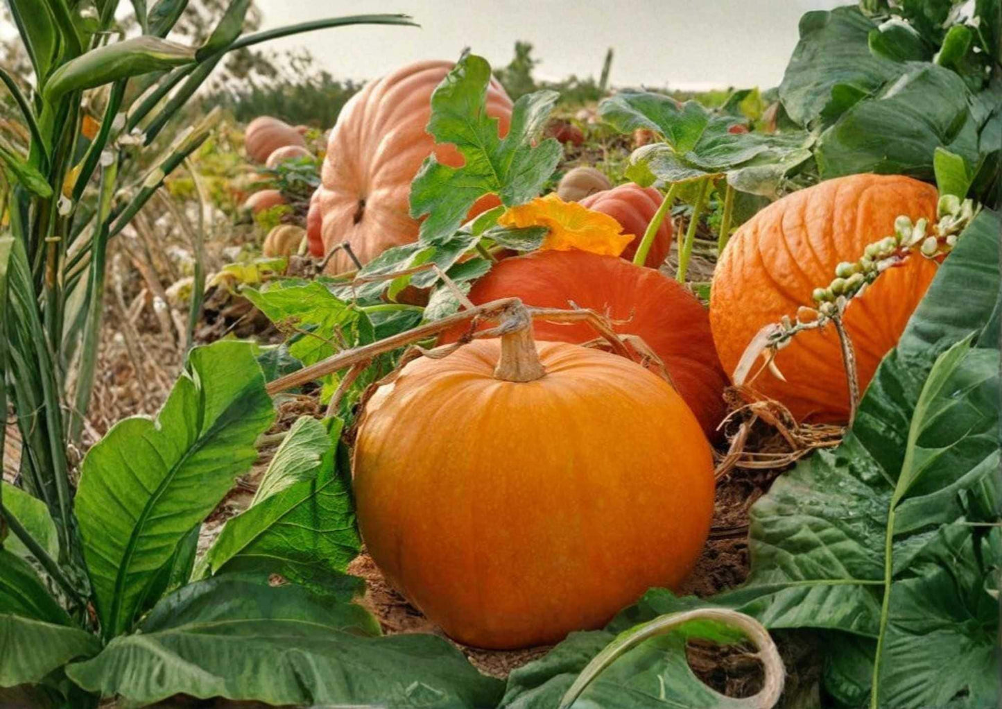 Large Jack O Lantern Pumpkin Seeds, Heirloom Variety for Carving and Halloween Decor, Cucurbita pepo