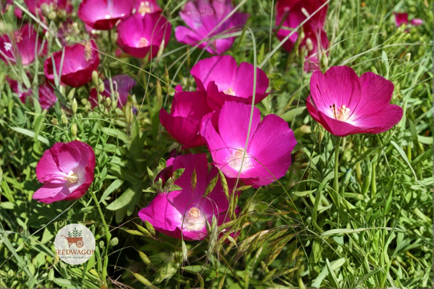 native wildflower seeds, purple pollinator plant, drought-tolerant perennial, prairie flower seeds, bee and butterfly attractor, native prairie plant, magenta flower seeds, low maintenance wildflower, full sun garden plant, meadow landscaping seeds, wildflower seed packet, native pollinator garden, easy grow wildflower