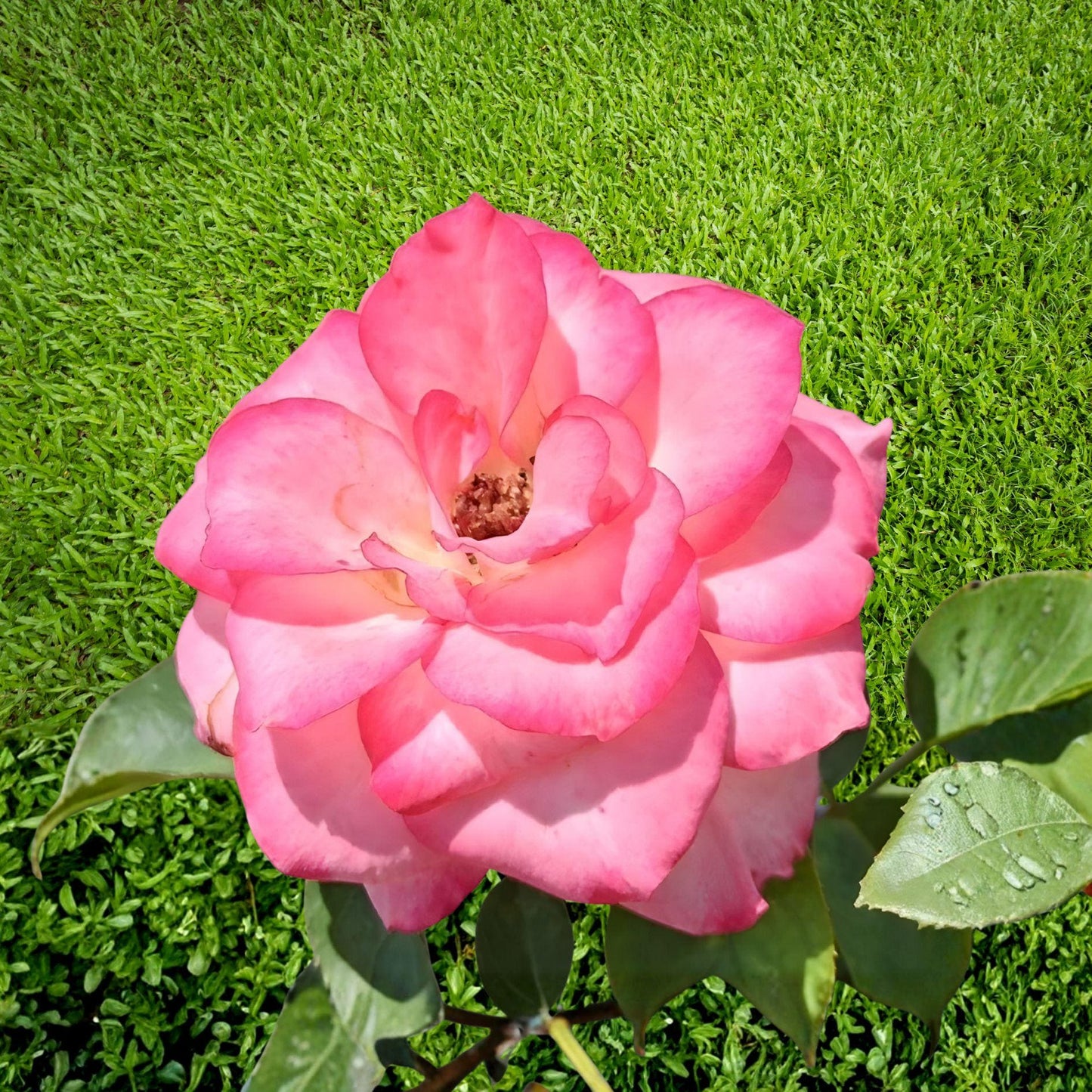Nichole Rose Floribunda Shrub Plant – White Pink Blooms – Rosa spp. – 1 Gallon Live Plant for Garden Beds & Landscape