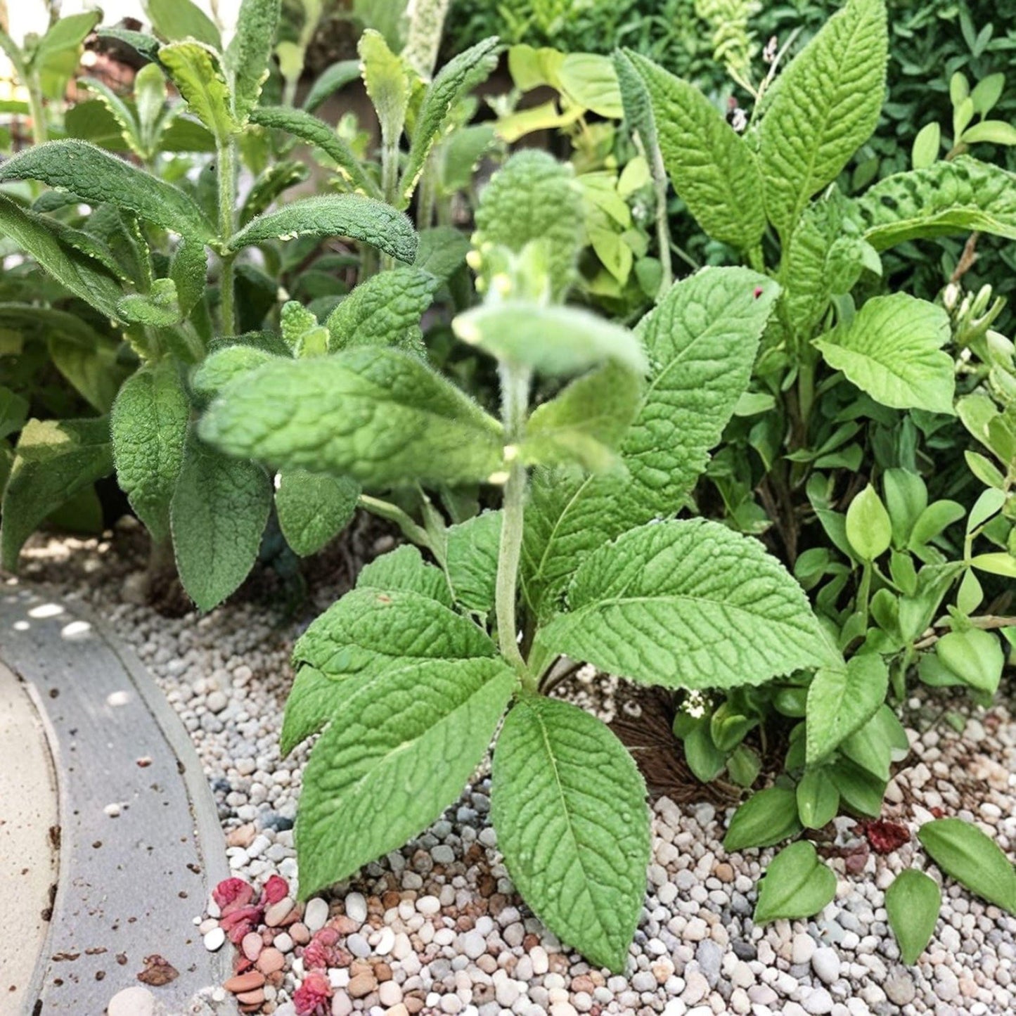 Variegated Pineapple Mint Seeds Mentha suaveolens variegata Culinary Herb Pack of 1000