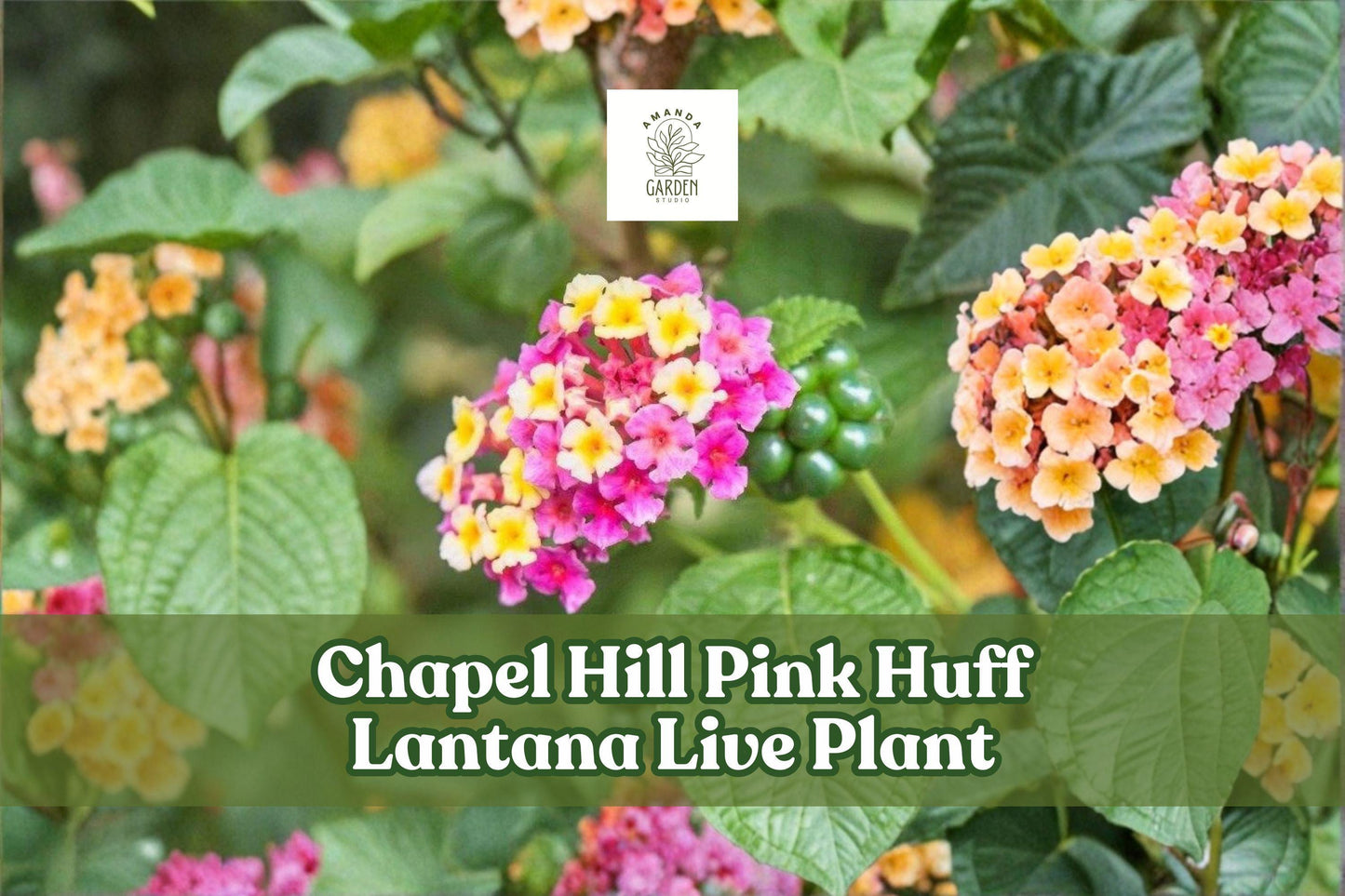 Chapel Hill Pink Huff Lantana Live Plant Plug | Pink Yellow Perennial Flowering Shrub for Borders & Butterfly Gardens