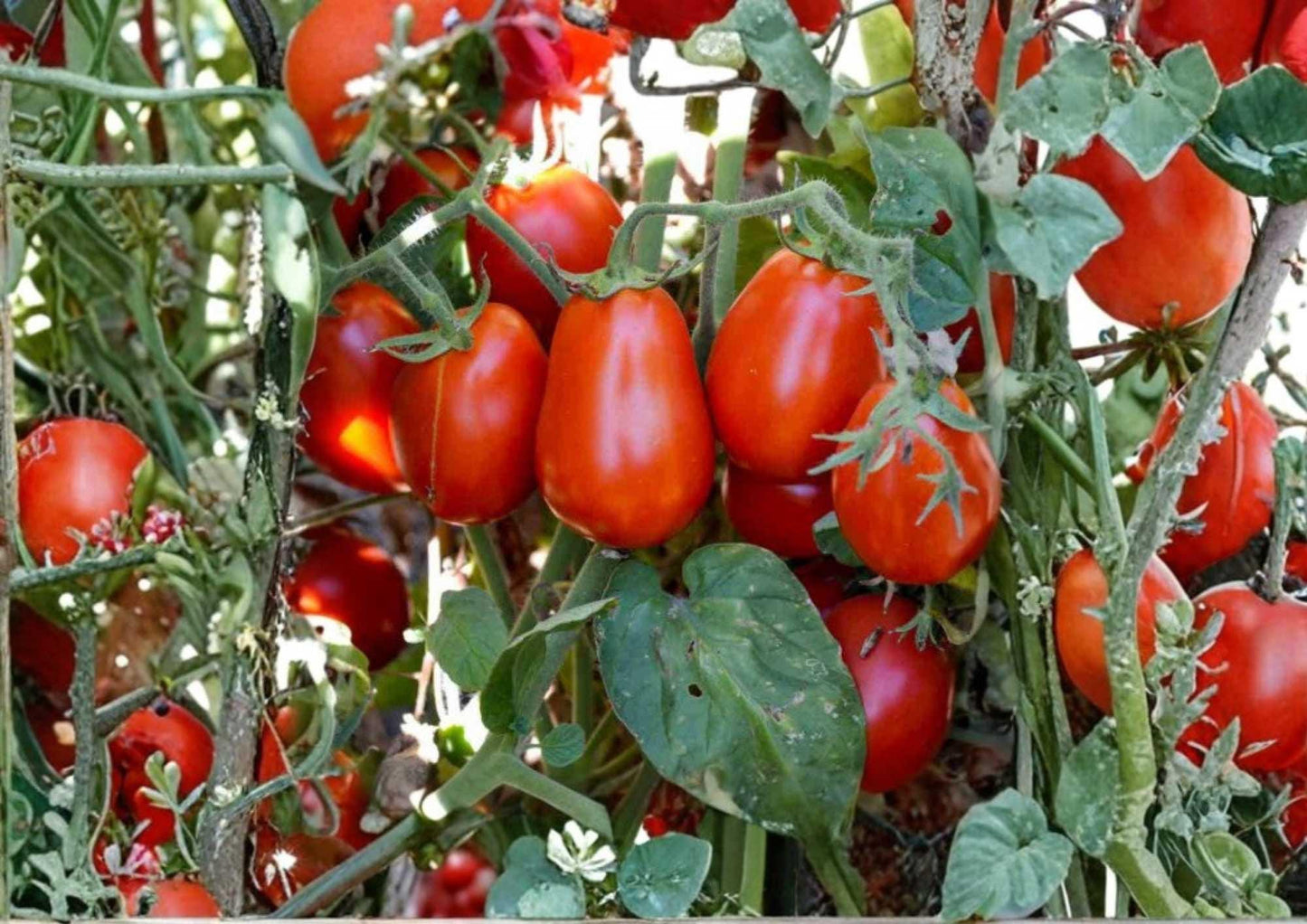 Roma Tomato Seeds - Heirloom Non-GMO Vegetable Seeds for Canning, Sauce, and Cooking