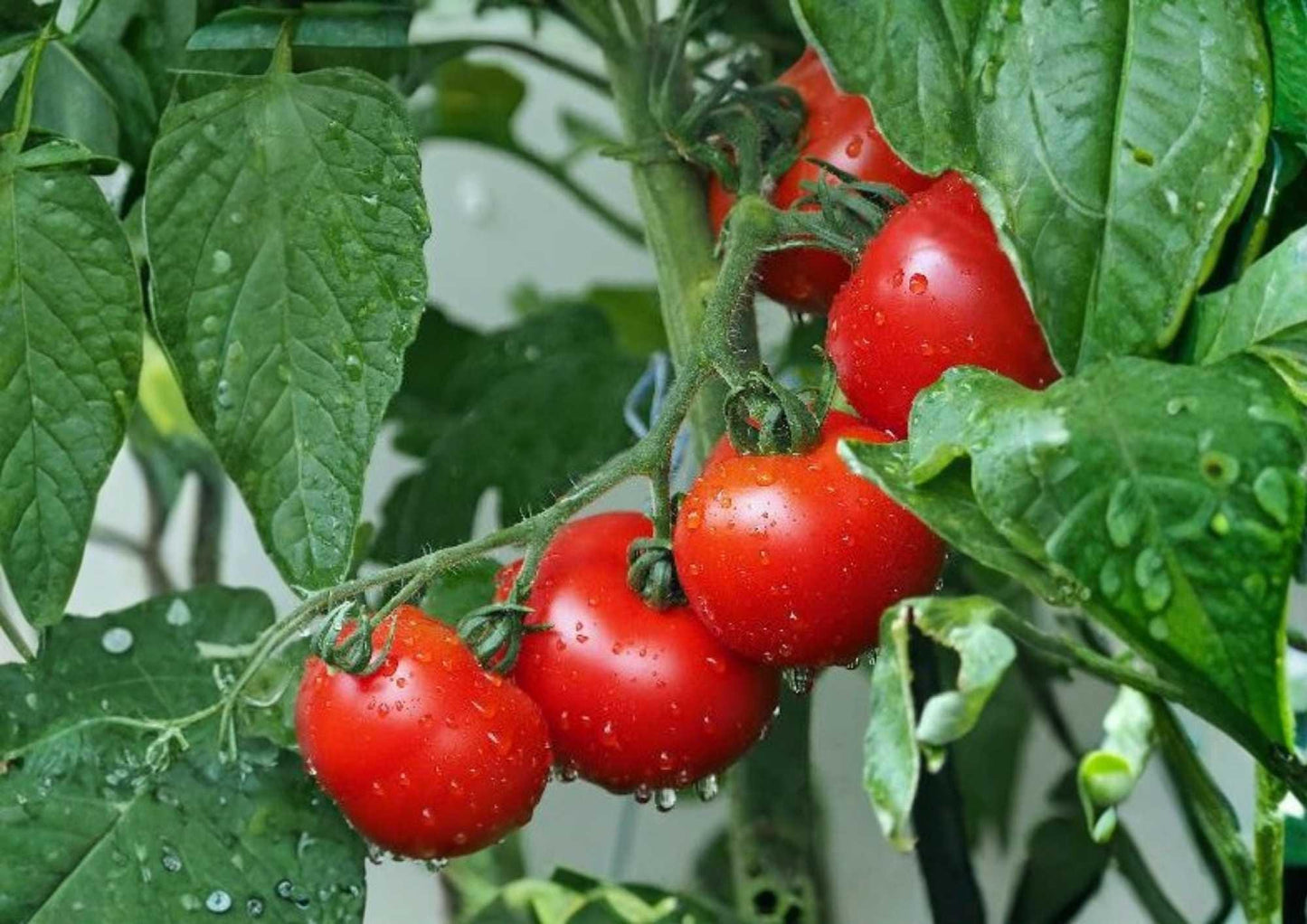 30+ Ace 55 Tomato Seeds - Heirloom Non-GMO Vegetable Seeds for Garden, Red, Medium Size, Solanum lycopersicum
