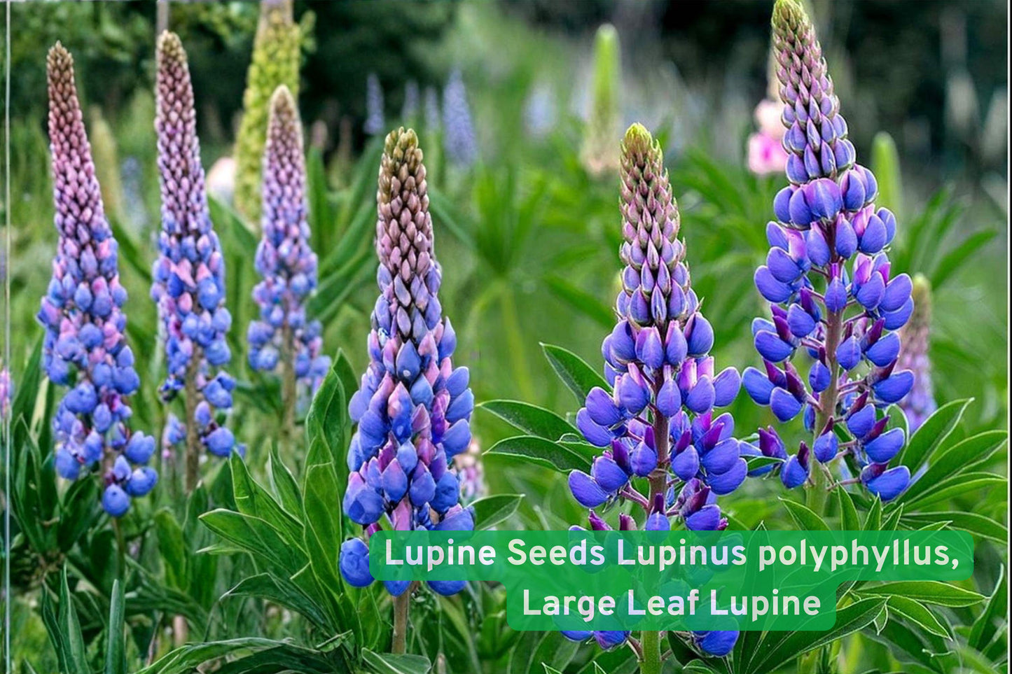 Lupine seeds, perennial wildflower, purple flowers, blue flower seeds, pink flower seeds, white flower seeds, pollinator plant, nitrogen-fixing, cottage garden, wildflower meadow, tall garden plant, outdoor flower seeds
