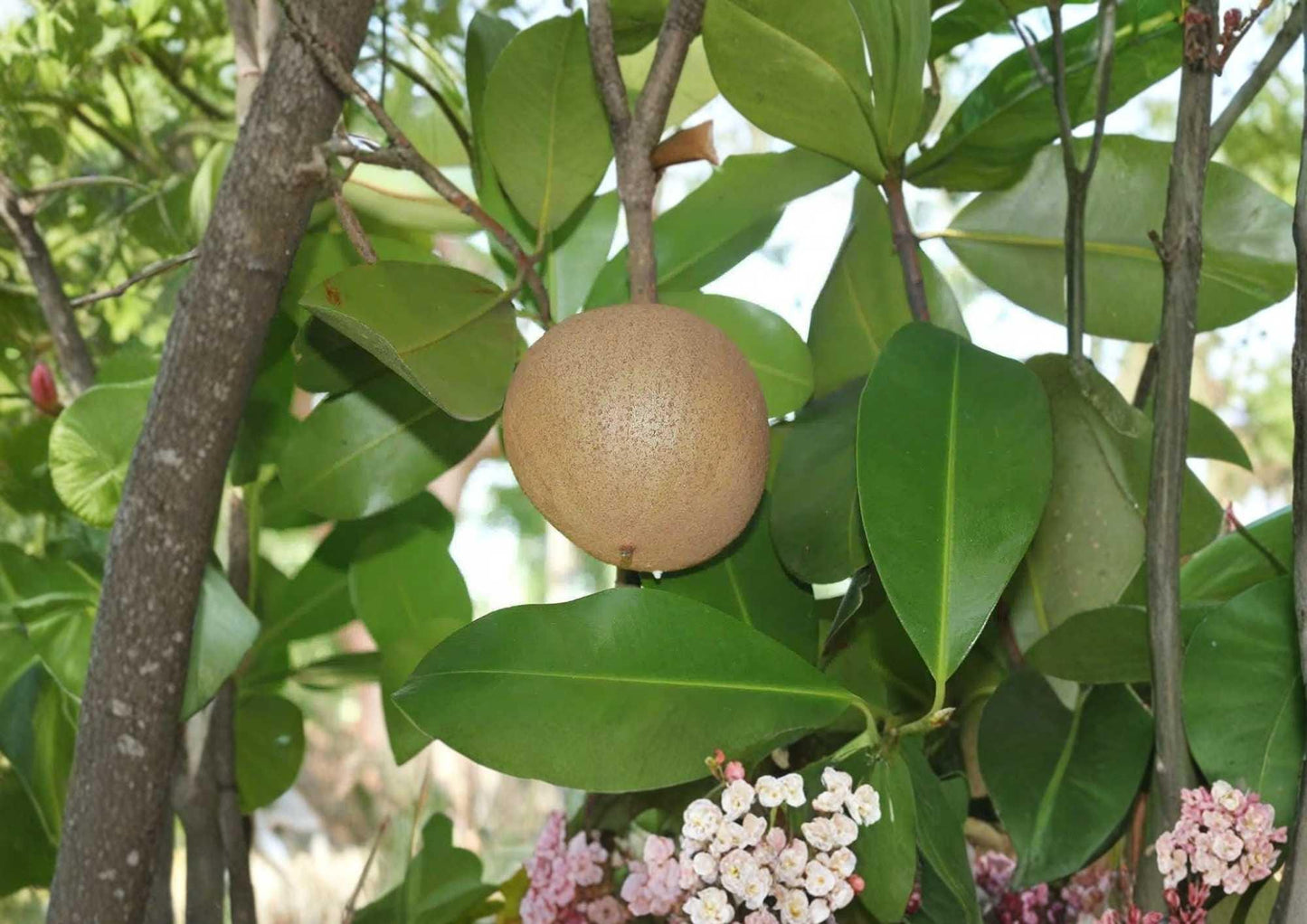 Mamey Apple Live Fruit Tree 12–24 Inches Tall – Mammea americana Tropical Edible Landscape Plant