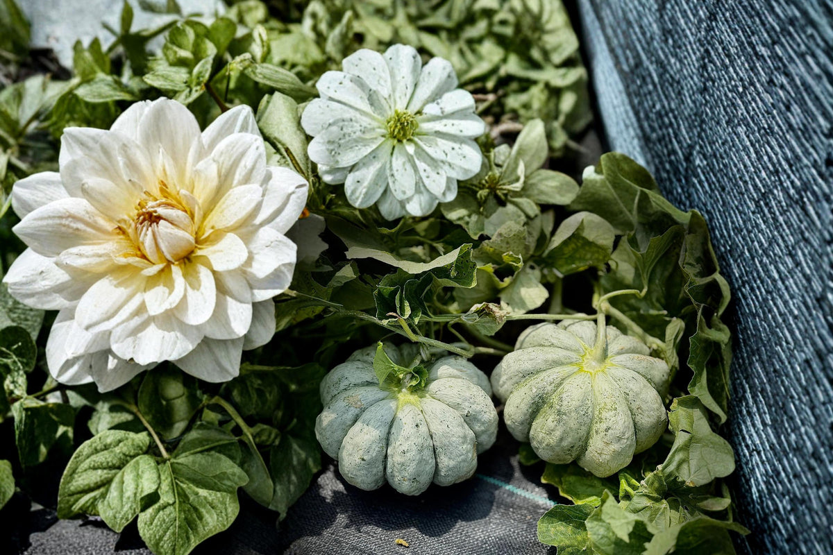 Prescott Fond Blanc Melon Seeds – Heirloom Cucumis melo Vining Fruit for Garden Planting