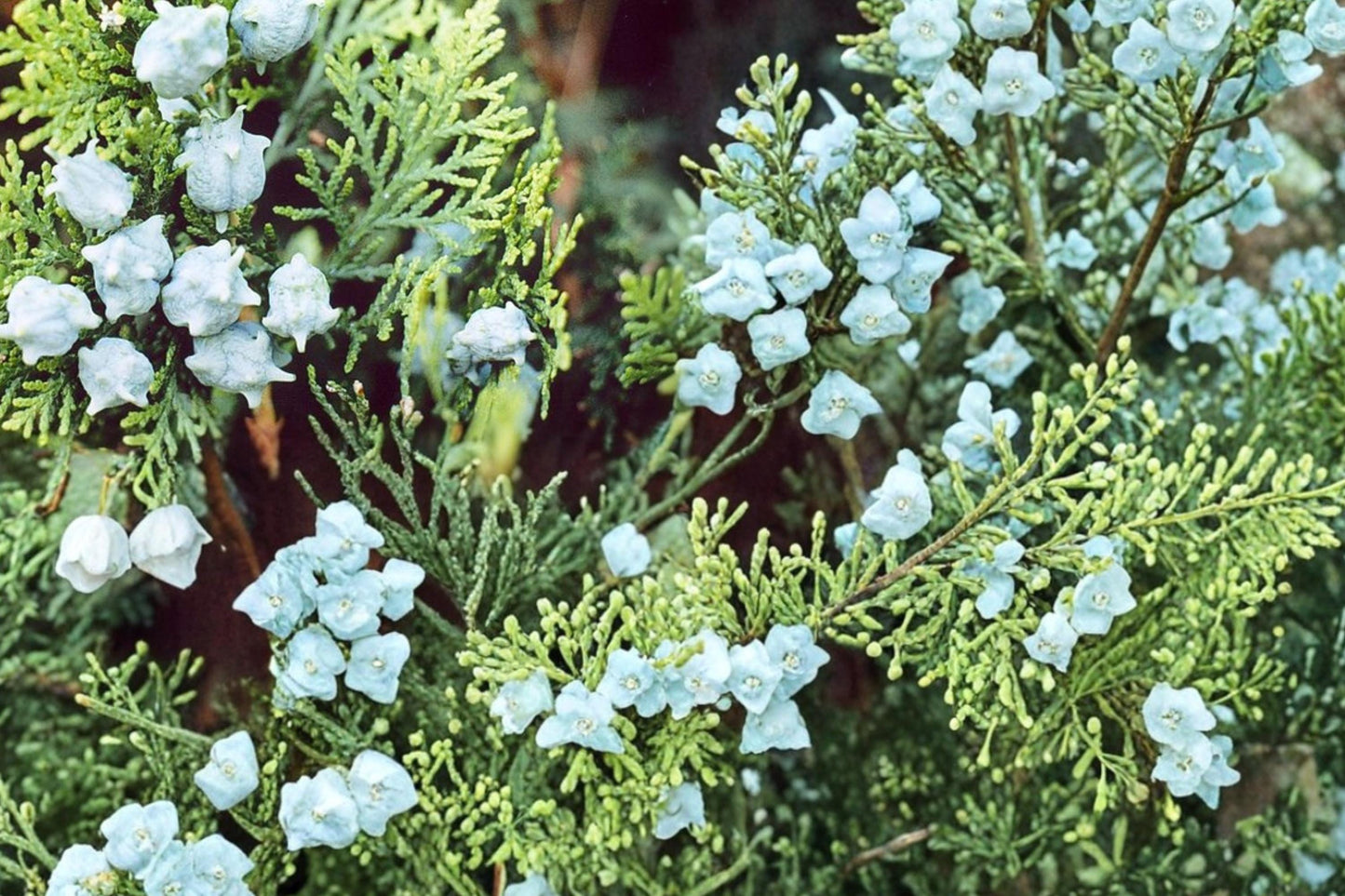 Oriental Arborvitae Seeds – Platycladus orientalis – Evergreen Conifer for Hedging & Ornamental Landscaping