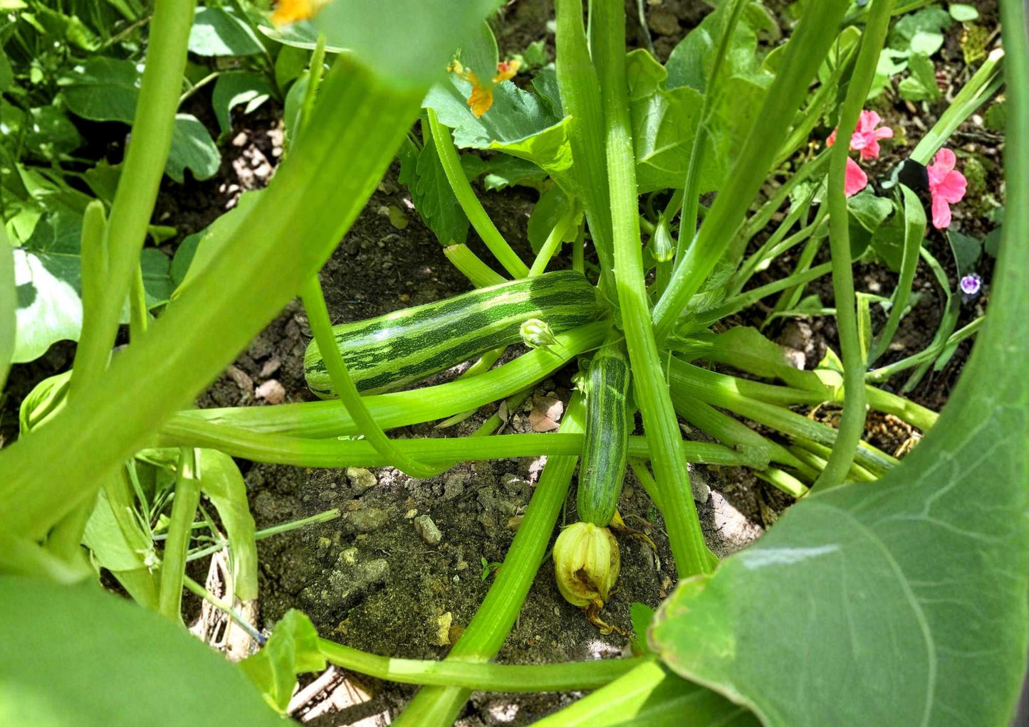Heirloom Zucchini Seeds – Cocozelle Italian Summer Squash, Striped Green, High Yield, Garden Vegetable Seeds