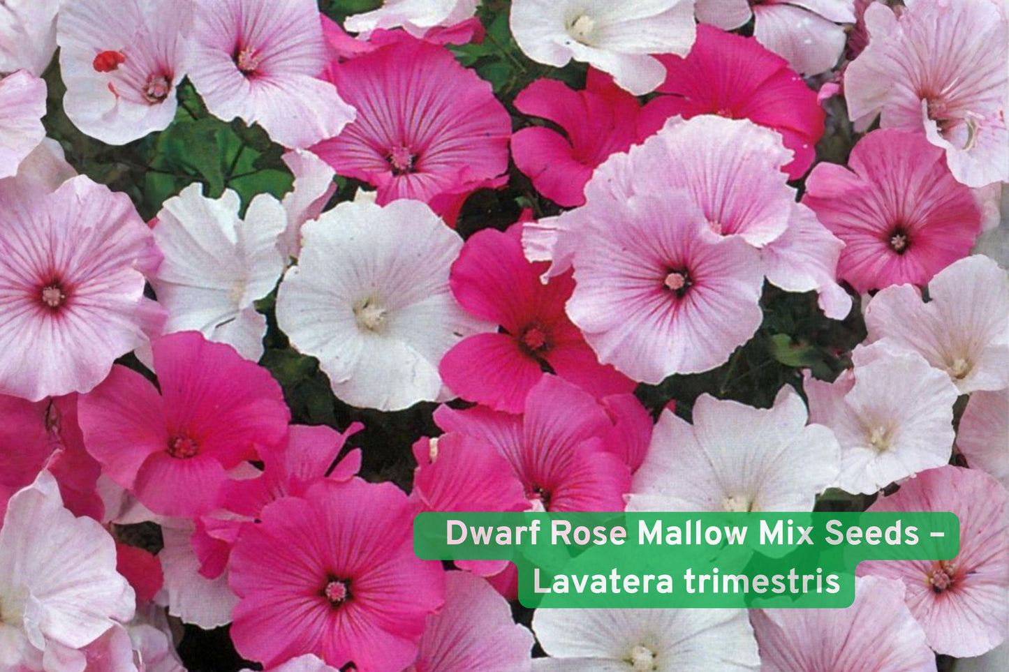 dwarf rose mallow seeds, Lavatera trimestris seeds, cottage garden flowers, pollinator attracting plants, annual flowering seeds, pink white rose blooms, easy grow flower seeds, summer fall garden plant, colorful annual seeds, bee friendly garden plant, container garden flowers, soft pastel flower seeds, fast growing garden seeds