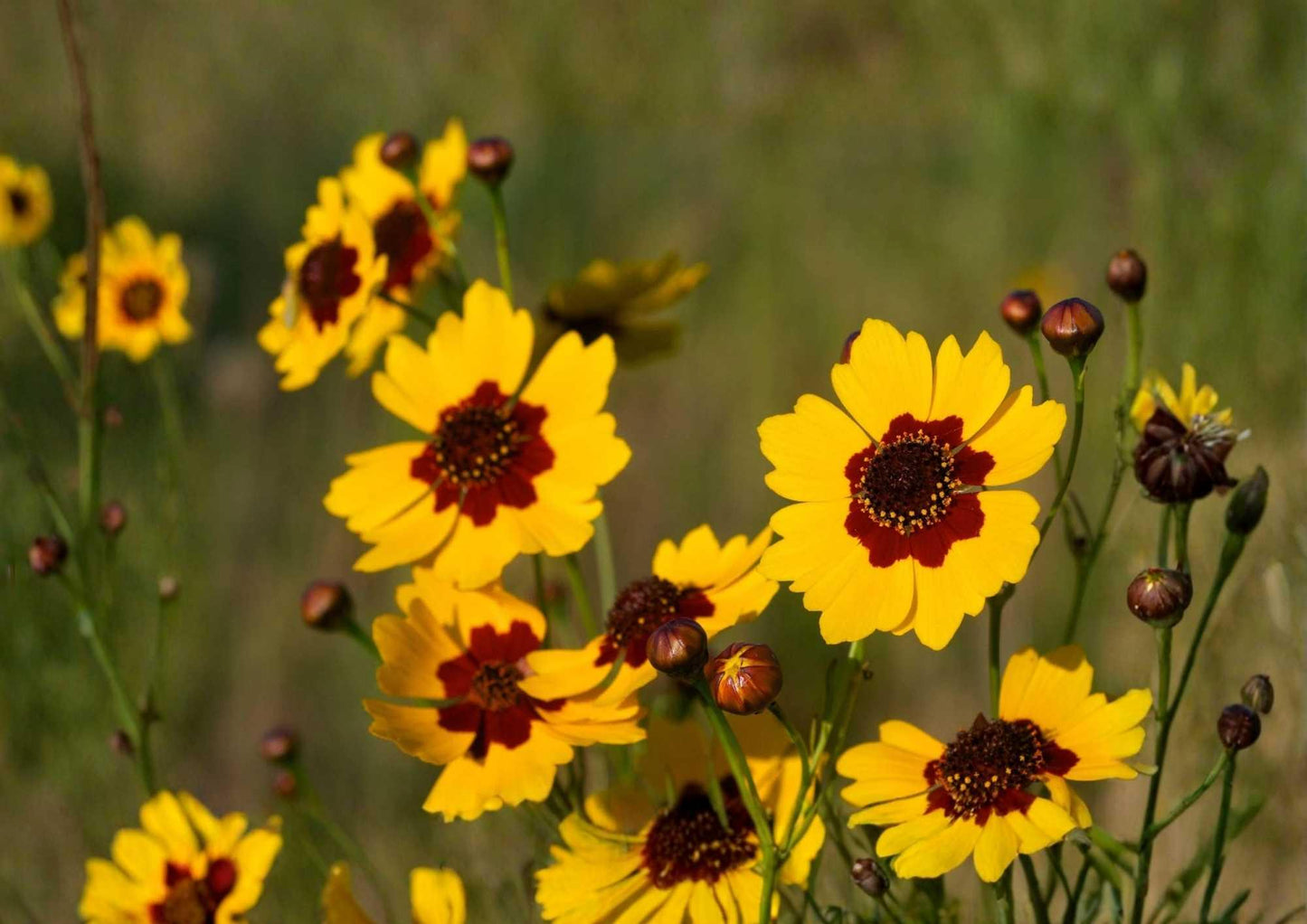 200+ Plains Coreopsis Seeds - Drought-Resistant Wildflower for Garden, Bright Yellow, Pollinator-Friendly, Easy to Grow, Coreopsis tinctoria