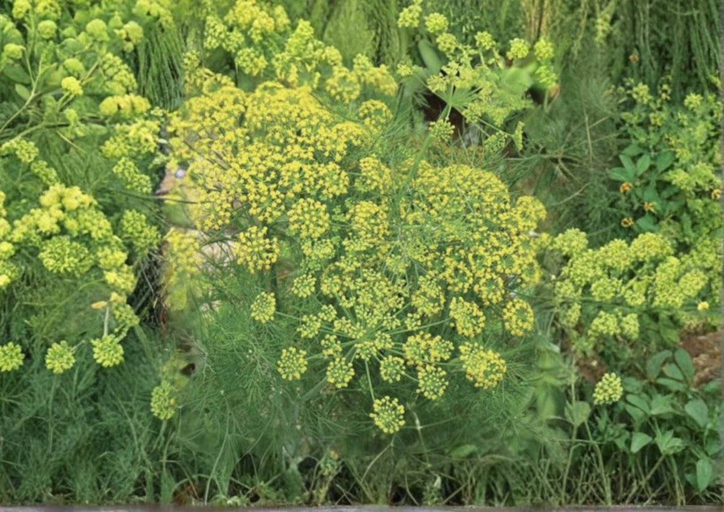 Mammoth Long Island Dill Seeds - Heirloom Herb Seeds for Garden, Culinary, Pickling, Aromatic Feathery Leaves