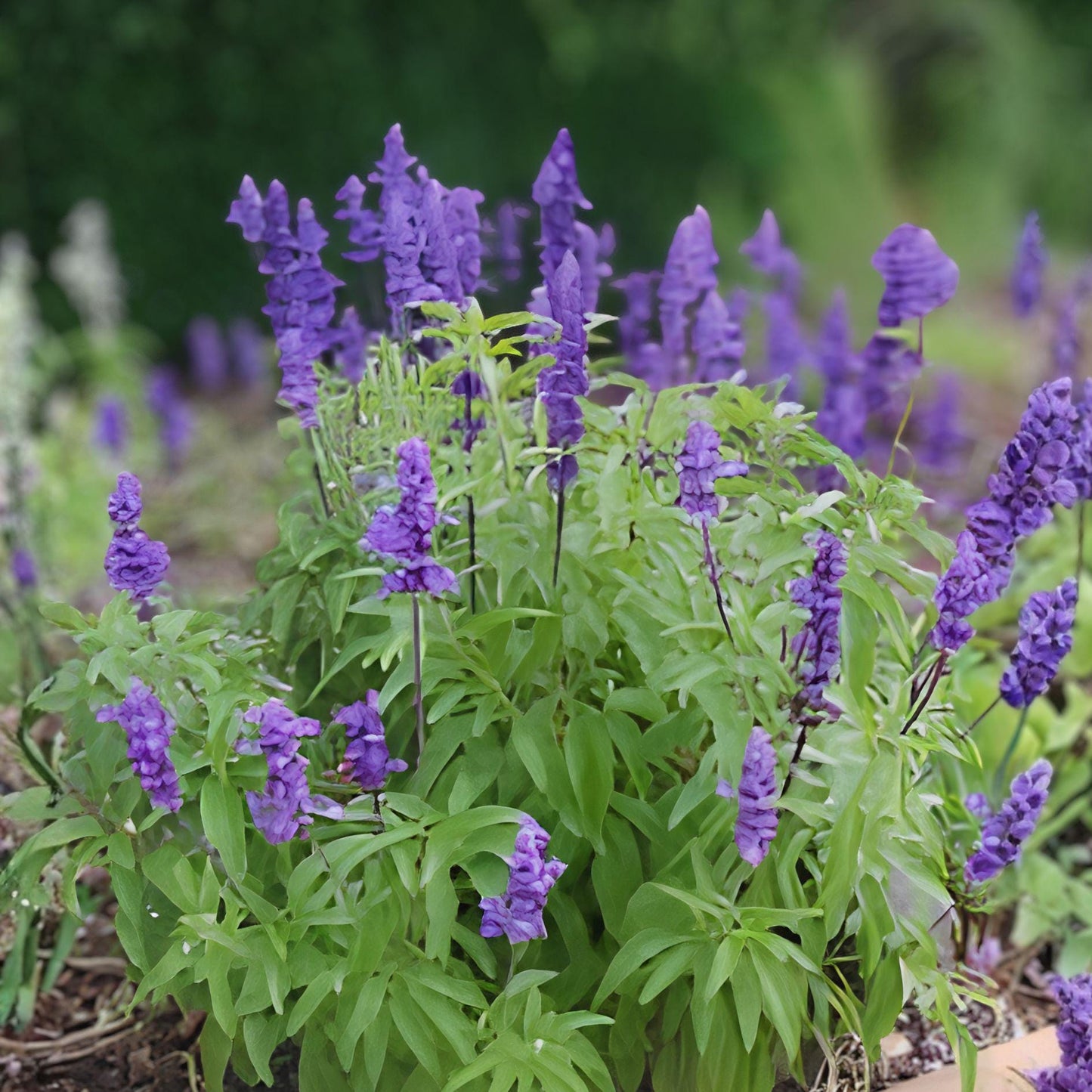 Blue Sage Seeds 100 Salvia farinacea Flowering Plant for Garden Beds & Borders, Blue Violet Blooms