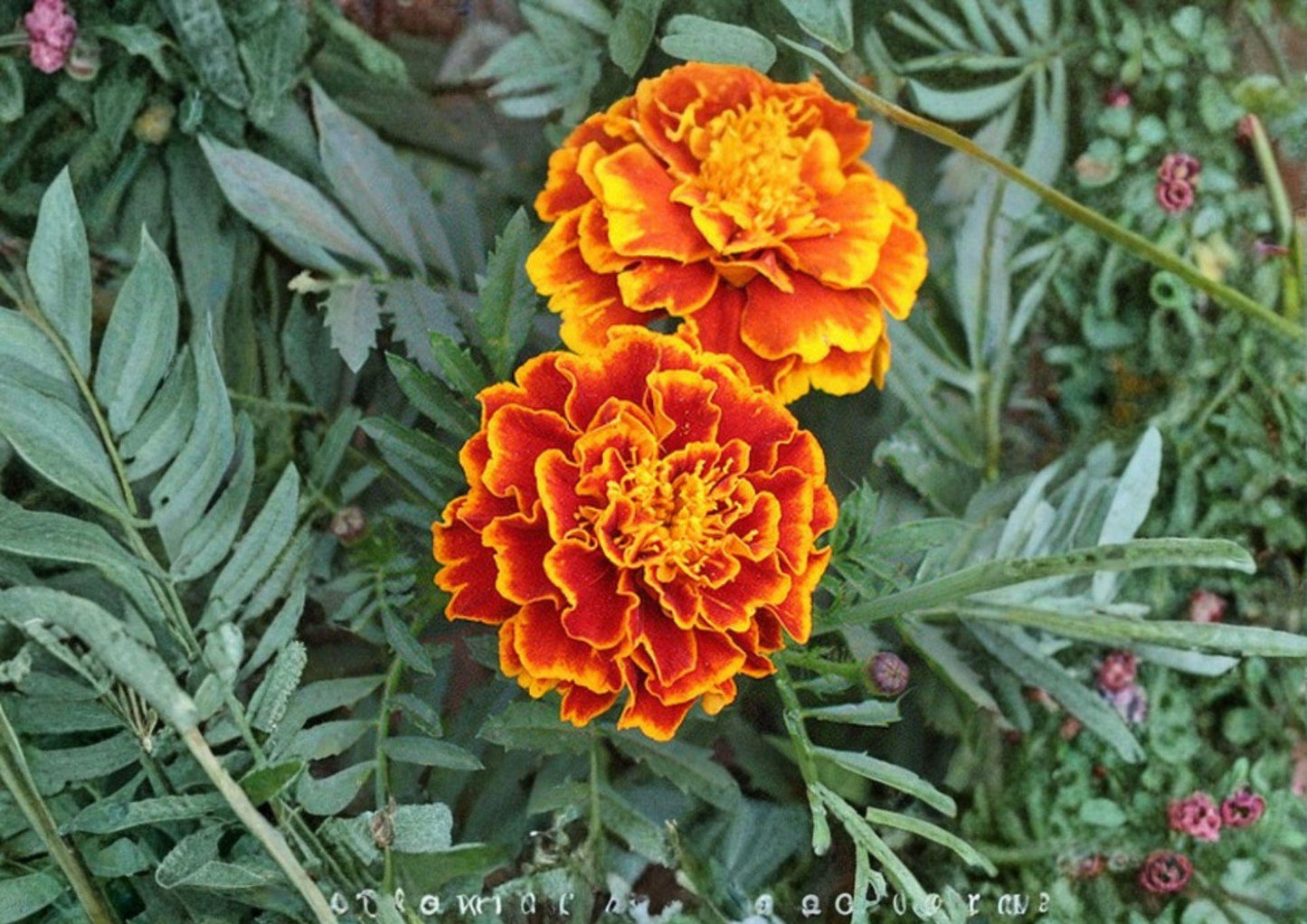 French Marigold Seeds - Sparky Mix Heirloom Flower Seeds for Garden, Bright Orange & Yellow Blooms, Compact Plants, Pollinator Friendly