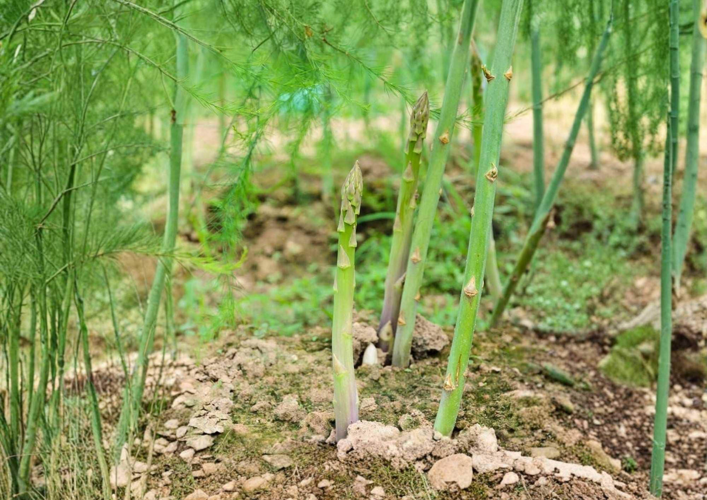 100+ UC 157 F2 Asparagus Seeds Heirloom Vegetable Seeds for Garden Planting, Tender Green Spears, High Yield Perennial Crop