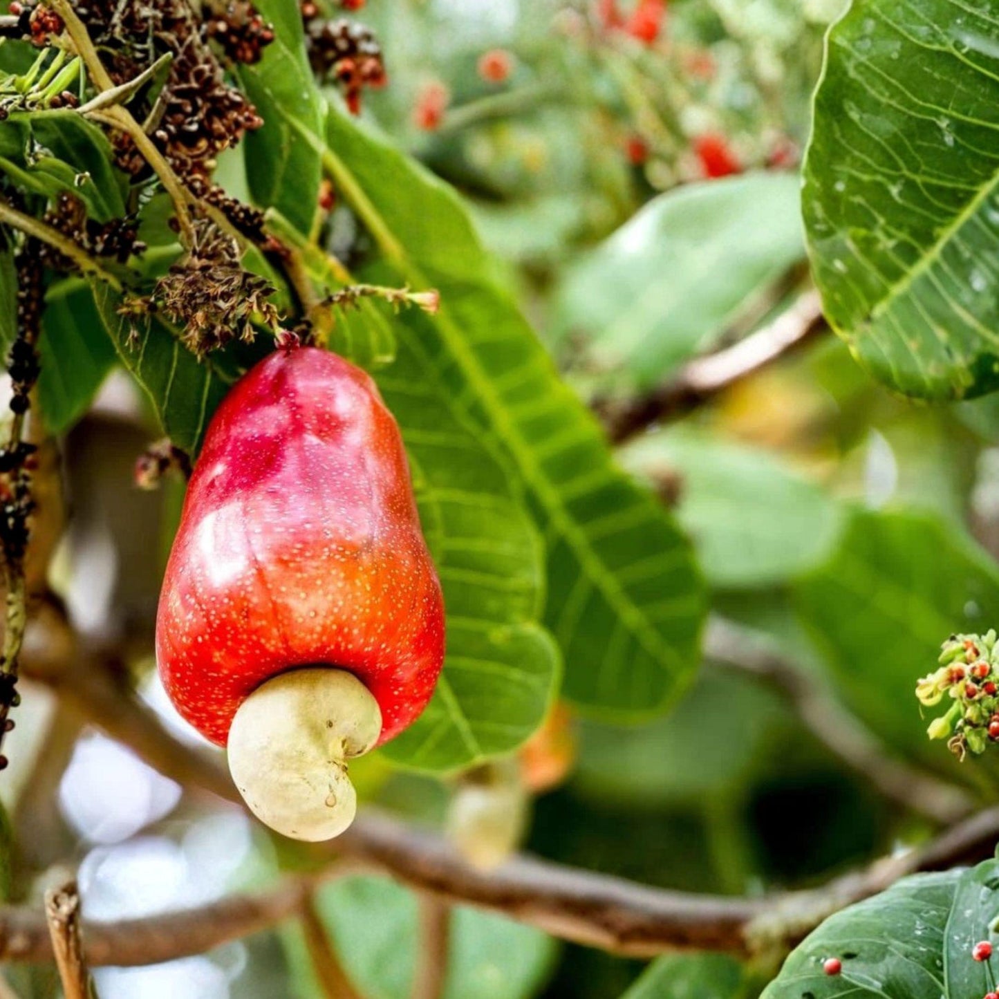 Cashew Tree Seeds, 6 Pack, Tropical Fruit Tree Seeds for Garden Growing, Anacardium occidentale