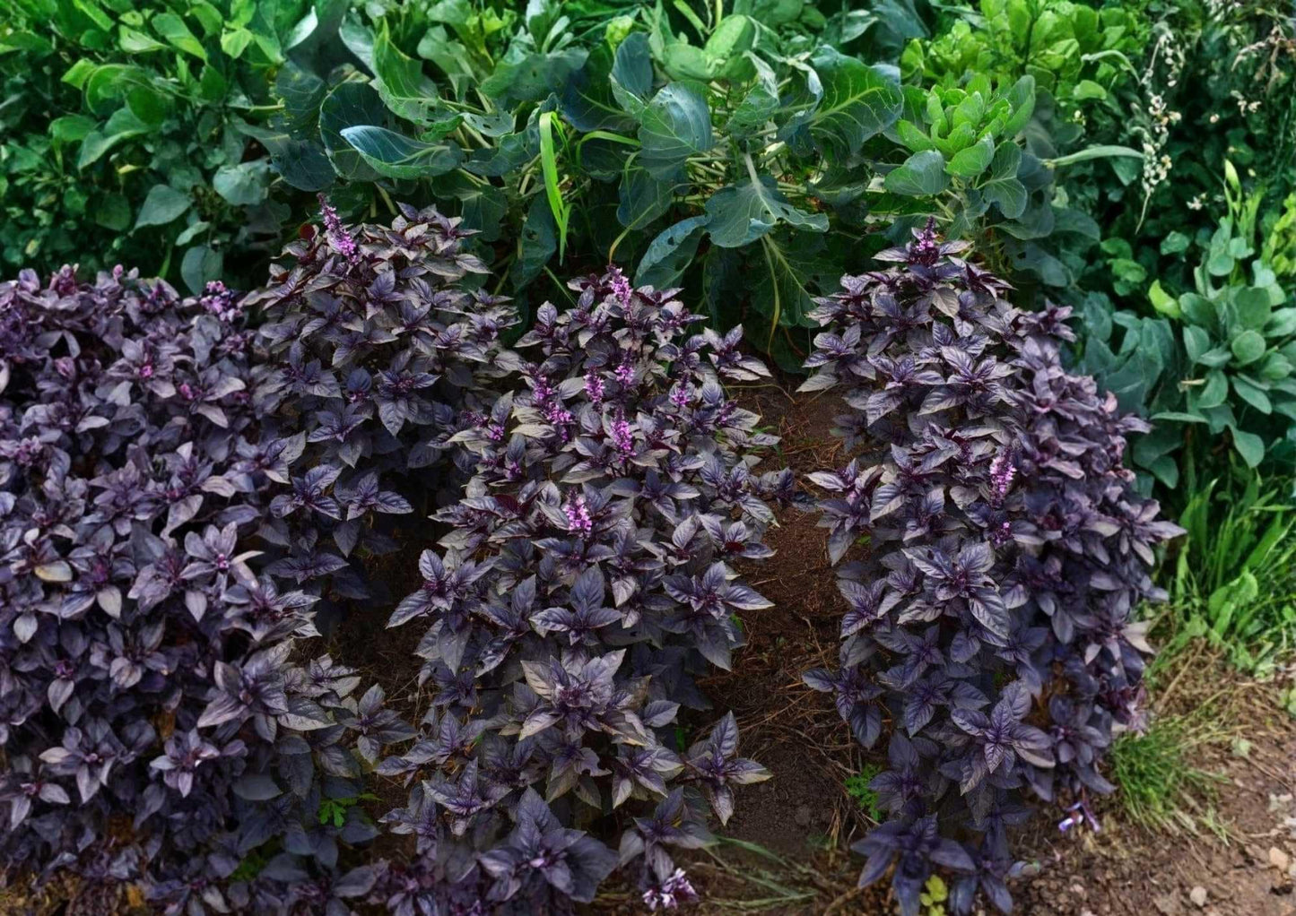 500+ Dark Opal Basil Seeds – Heirloom Organic Non-GMO Herb Seeds for Culinary & Medicinal Gardens