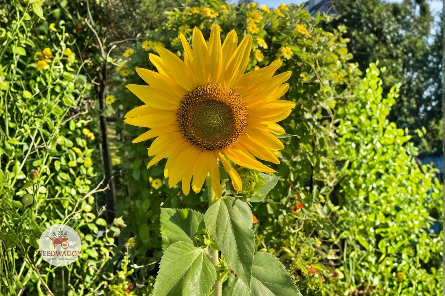 sunflower seeds, dwarf sunflower, yellow flower seeds, container garden seeds, summer bloom seeds, beginner gardener seeds, cut flower seeds, small space plants, Helianthus annuus seeds, bright yellow blooms, annual flower seeds, easy grow seeds, cheerful garden seeds