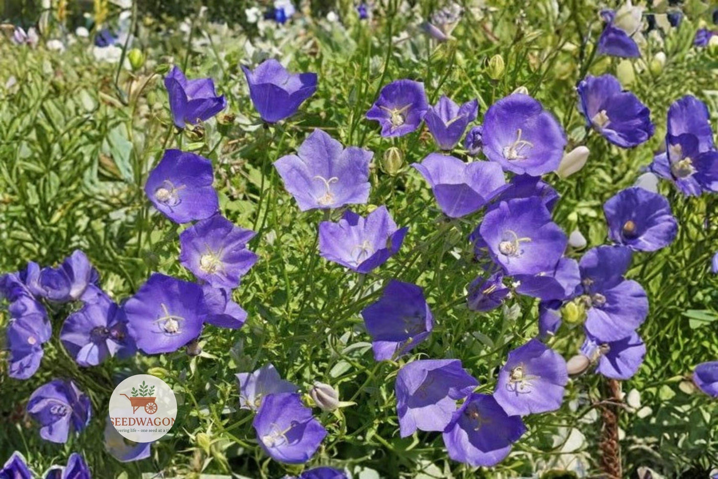 bellflower seeds,Campanula Carpatica seeds,perennial flower seeds,rock garden plants,blue violet blooms,heirloom flower seeds,pollinator friendly plants,container garden seeds,cottage garden flowers,compact perennial plants,summer flowering seeds,flowering border plants,bee butterfly attractor