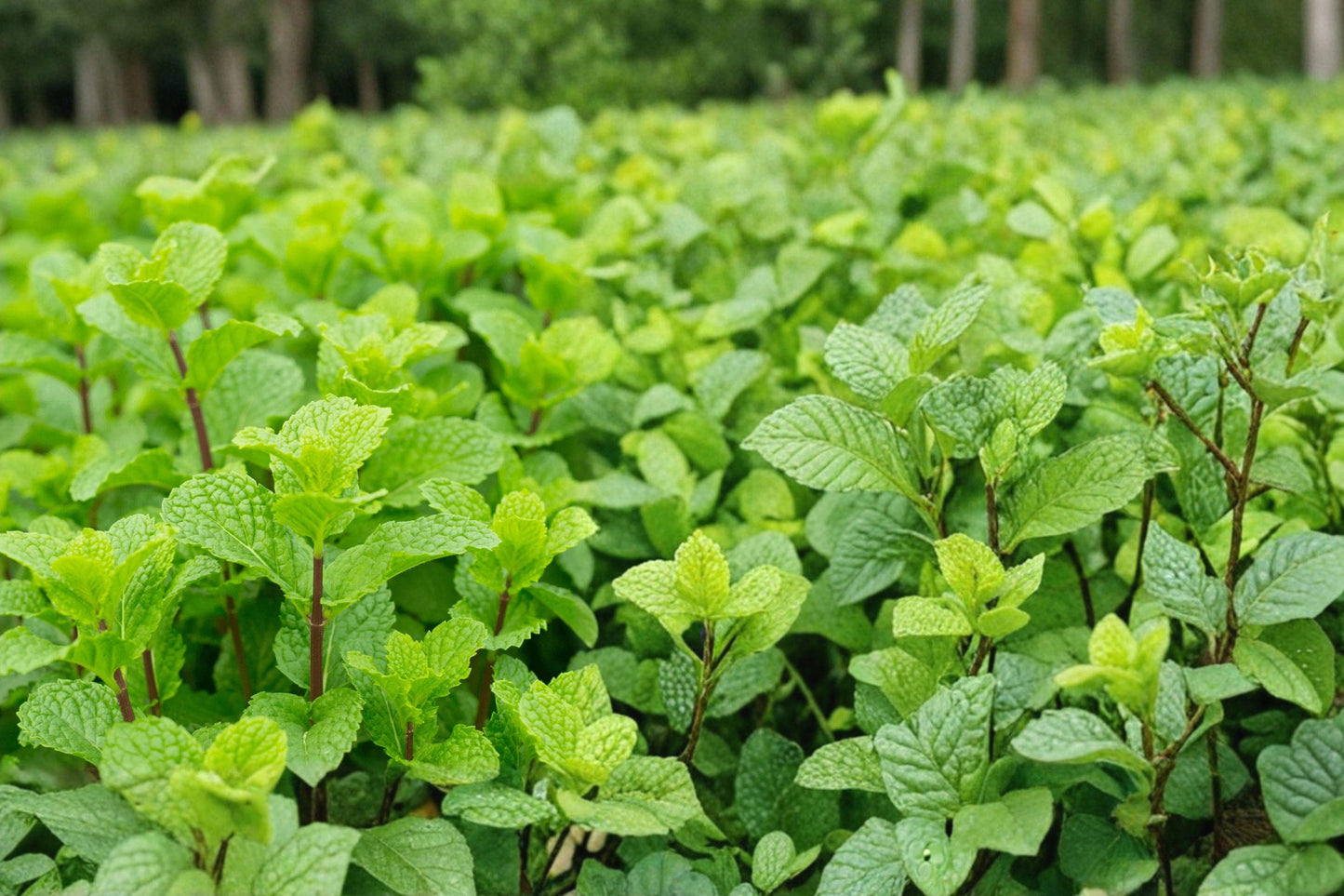 Peppermint Seeds, Mentha × piperita, Perennial Herb, Aromatic Foliage, Edible Mint for Herb Gardens & Containers