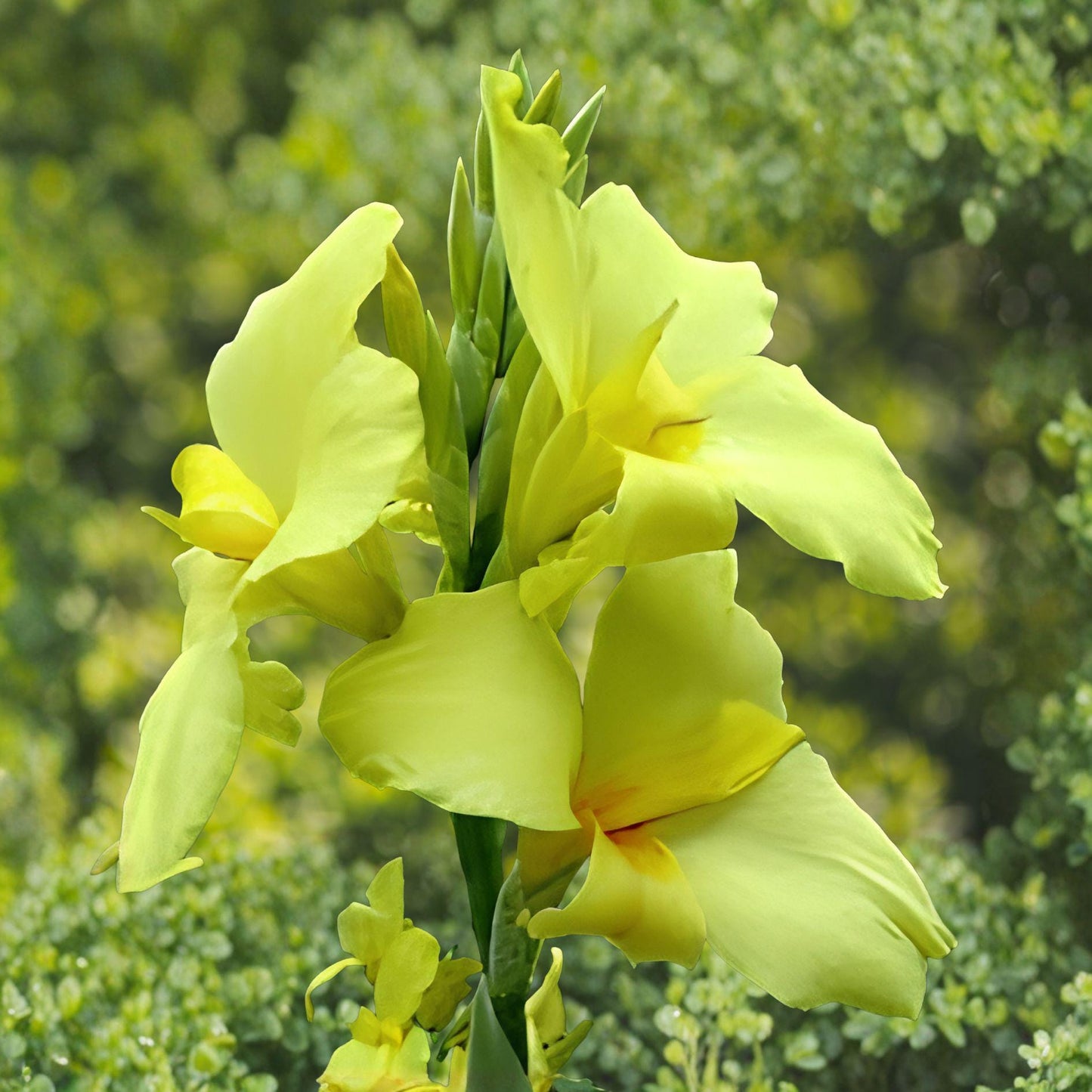 California Yellow Canna Lily Plants – Canna indica, 2 Live Rhizomes, Bright Yellow Blooms, Full Sun Perennial for Garden Beds & Containers