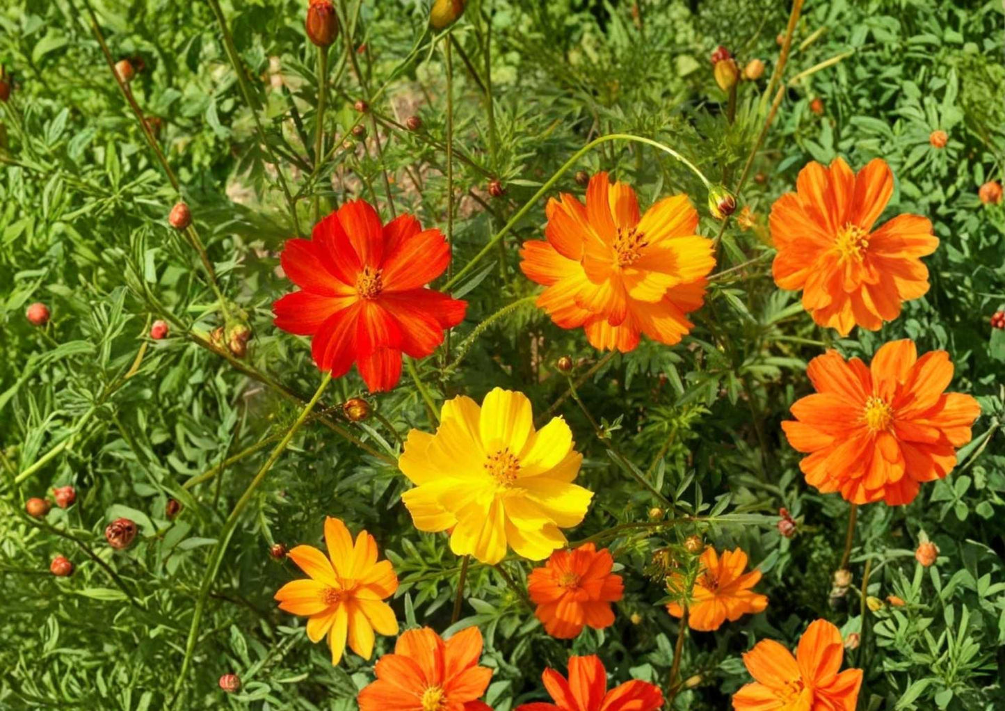 Sulphur Cosmos Bright Lights Flower Seeds – Non-GMO, Orange and Yellow Blooms, Pollinator-Friendly, Garden Planting, Hummingbird & Butterfly Attractant