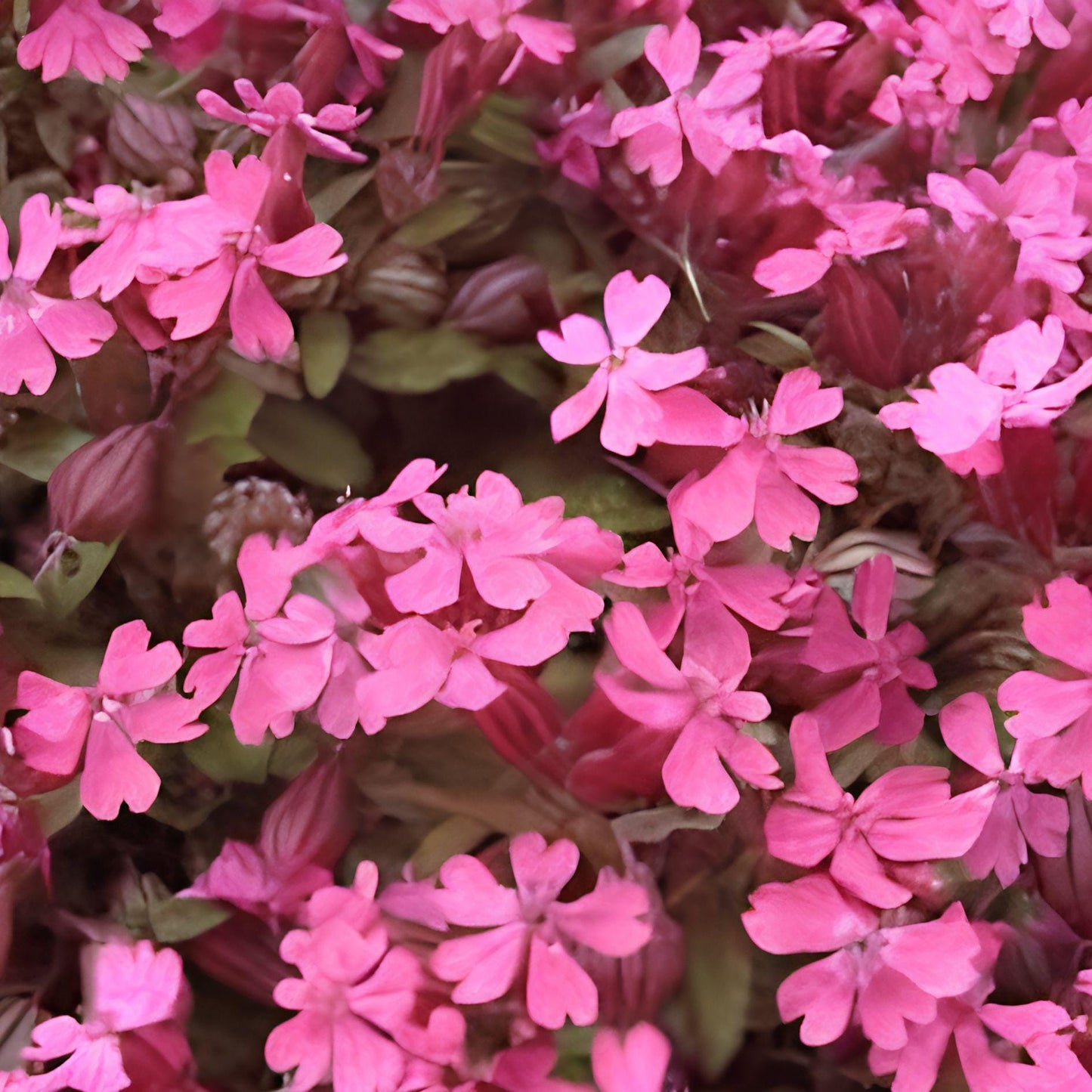 Nodding Catchfly Seeds 100 Pack | Silene pendula Flower Seeds for Borders, Containers & Pollinator Gardens