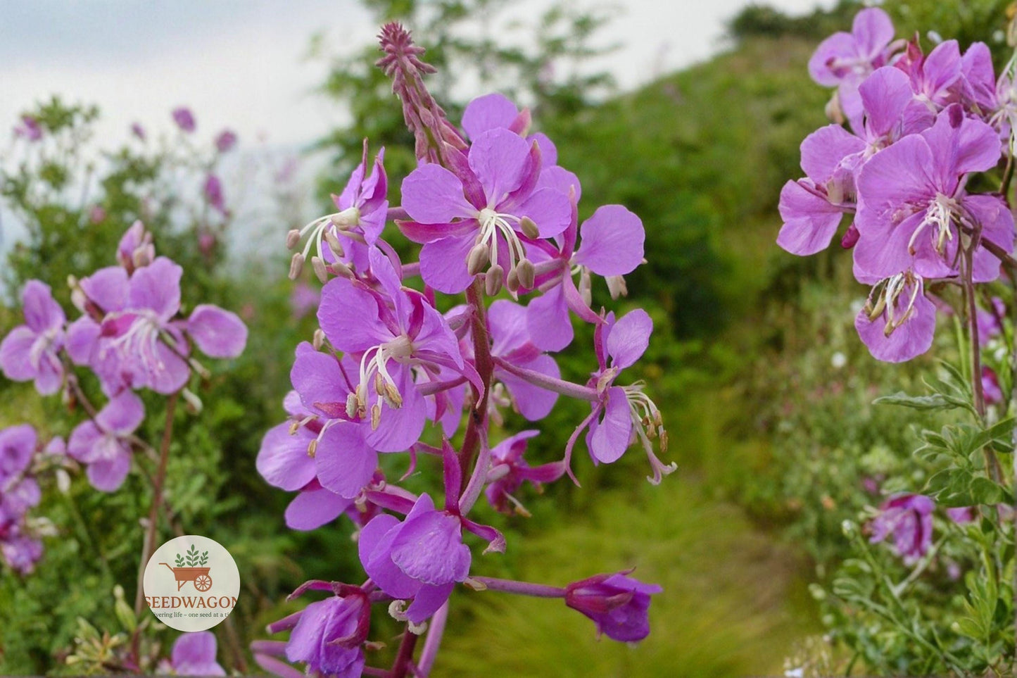 fireweed seeds, native wildflower seeds, pollinator meadow plants, pink purple flower seeds, perennial garden seeds, native plant seeds, meadow planting seeds, cottage garden seeds, wildflower seed mix, bee butterfly hummingbird, rewilding native seeds, summer bloom seeds, hardy wildflower seeds