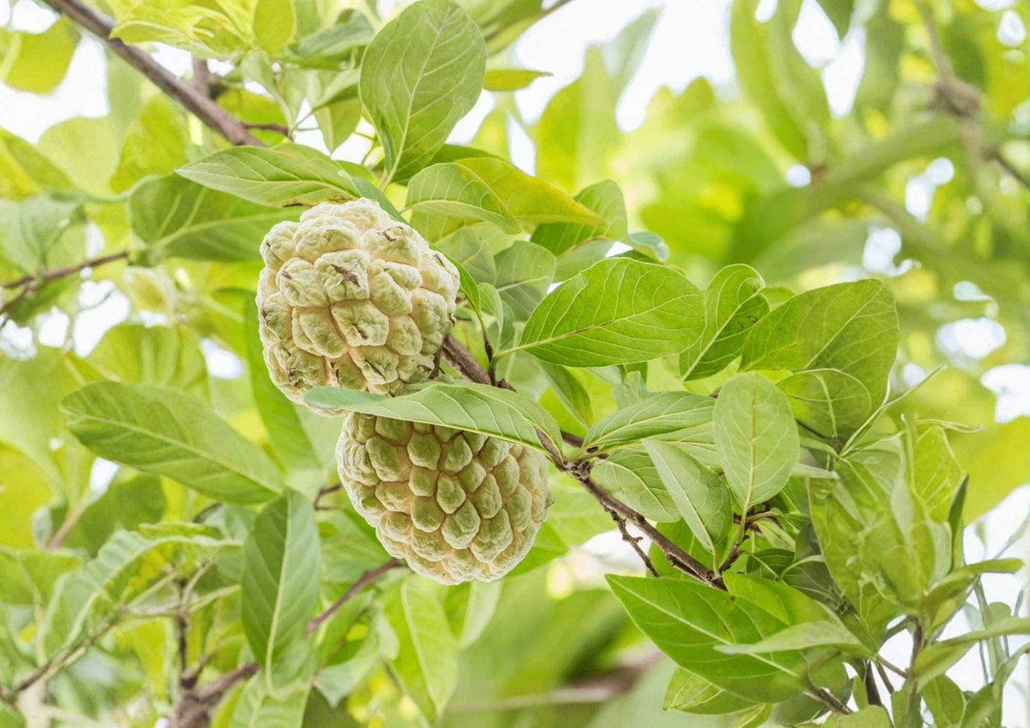 Custard Apple Live Fruit Tree – Annona squamosa – Tropical Edible Tree – 10-20 Inches Tall Seedling