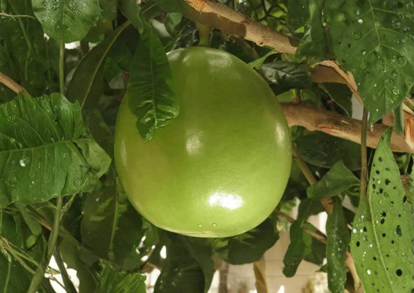 Calabash Jícaro Live Tree – 8–12 Inch Tropical Crescentia cujete Starter Plant for Garden or Landscape
