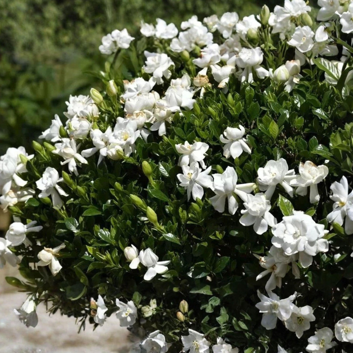 Southern Gardenia Cuttings 8 Pack, Fragrant White Flowering Shrub for Garden Growing, Gardenia jasminoides