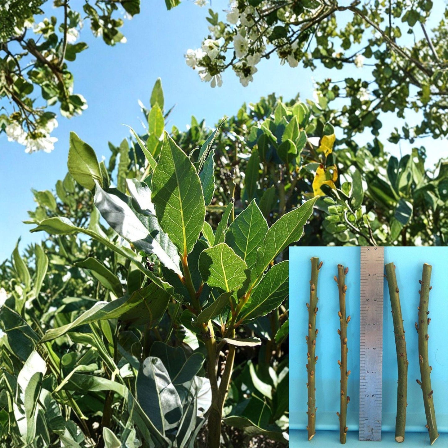 Bay Laurel Cuttings – 4 Unrooted Laurus nobilis Propagation Material for Grafting