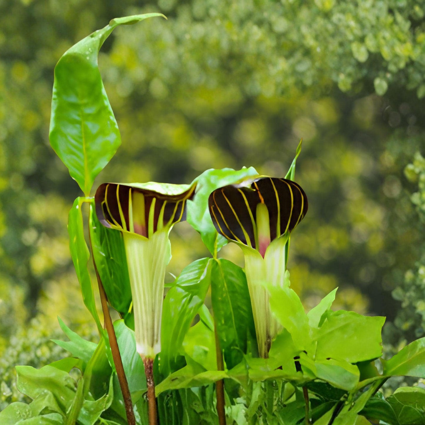 Jack-in-the-Pulpit Seeds – Arisaema triphyllum Native Woodland Perennial for Shade Gardens, 5 Seeds